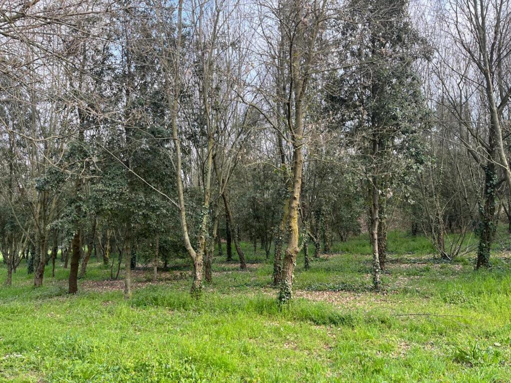 Green Woods view 2