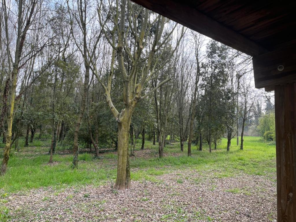 Green Woods view 5
