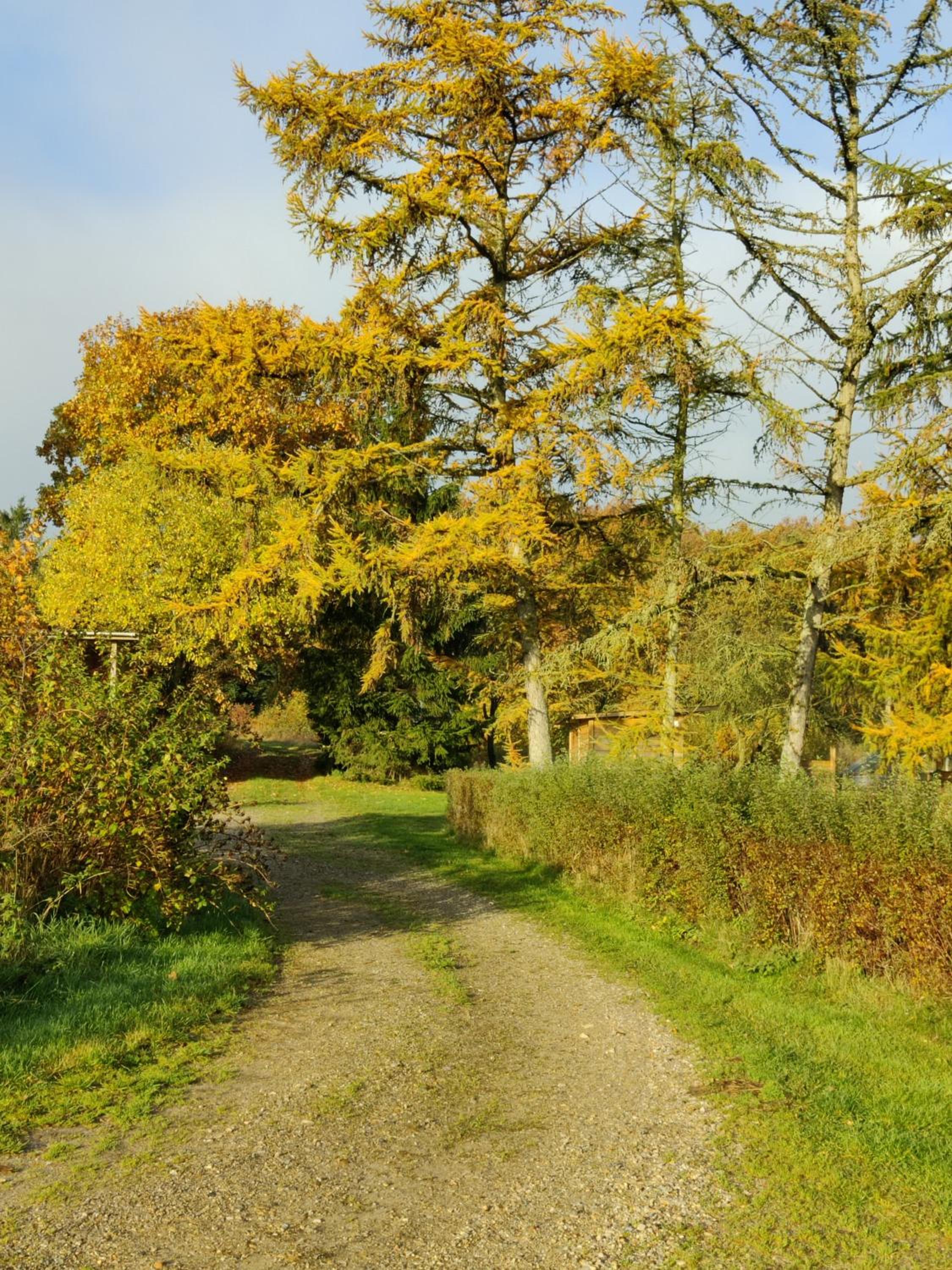 Rosengård
