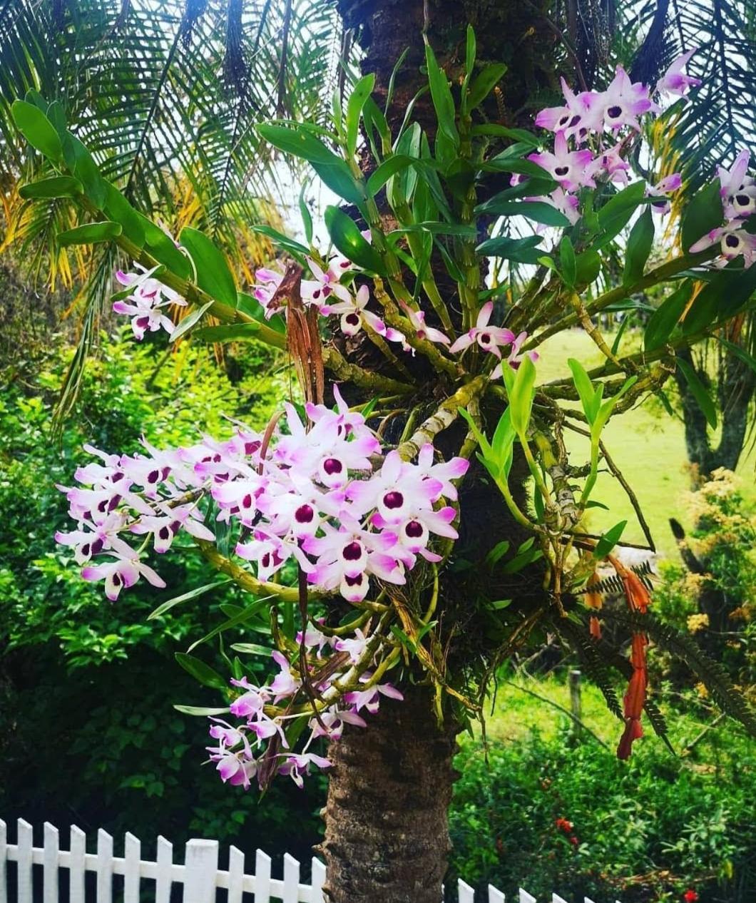 Chácara Sonho Meu