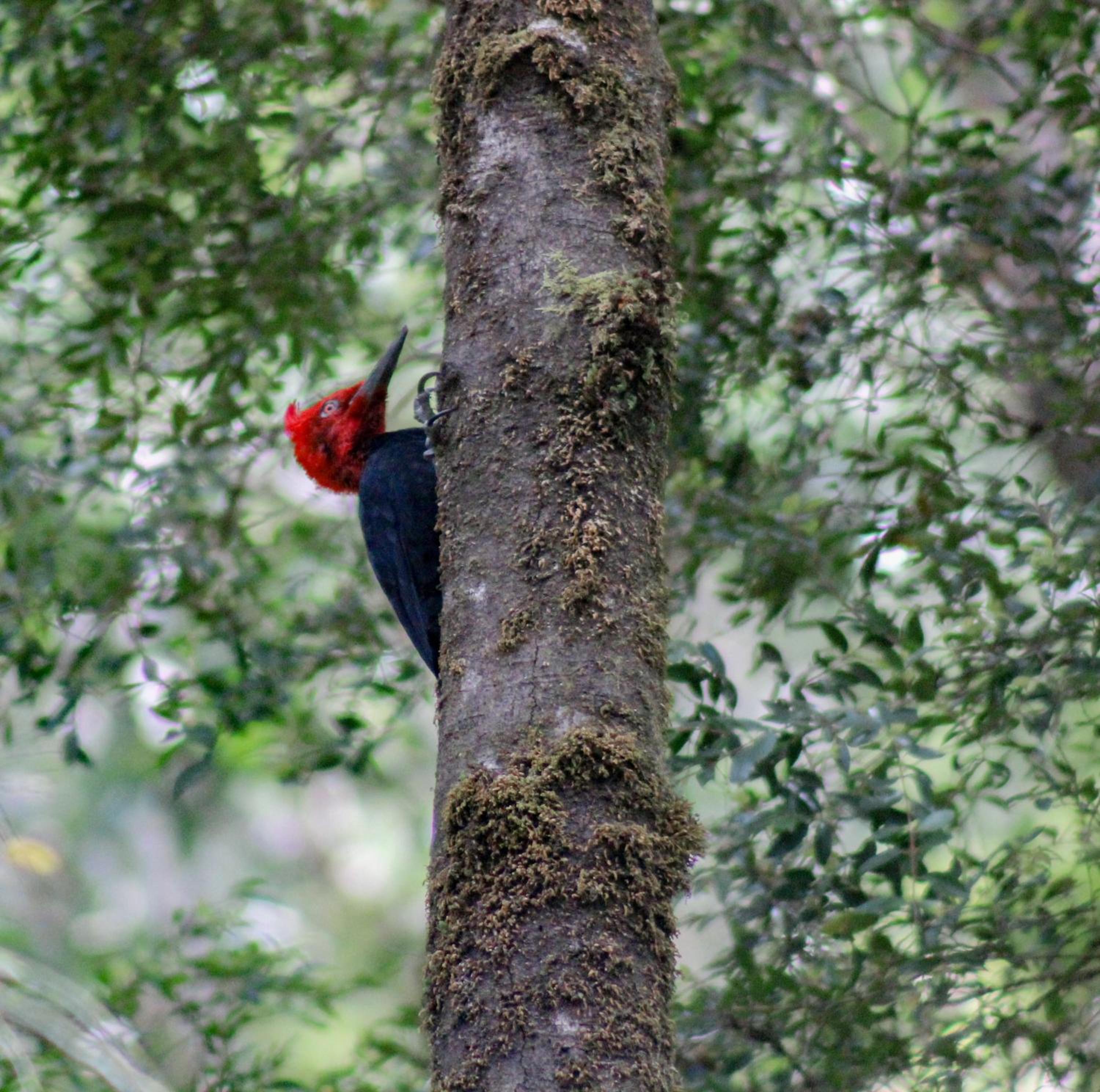 Lodge Parque Tepuhueico