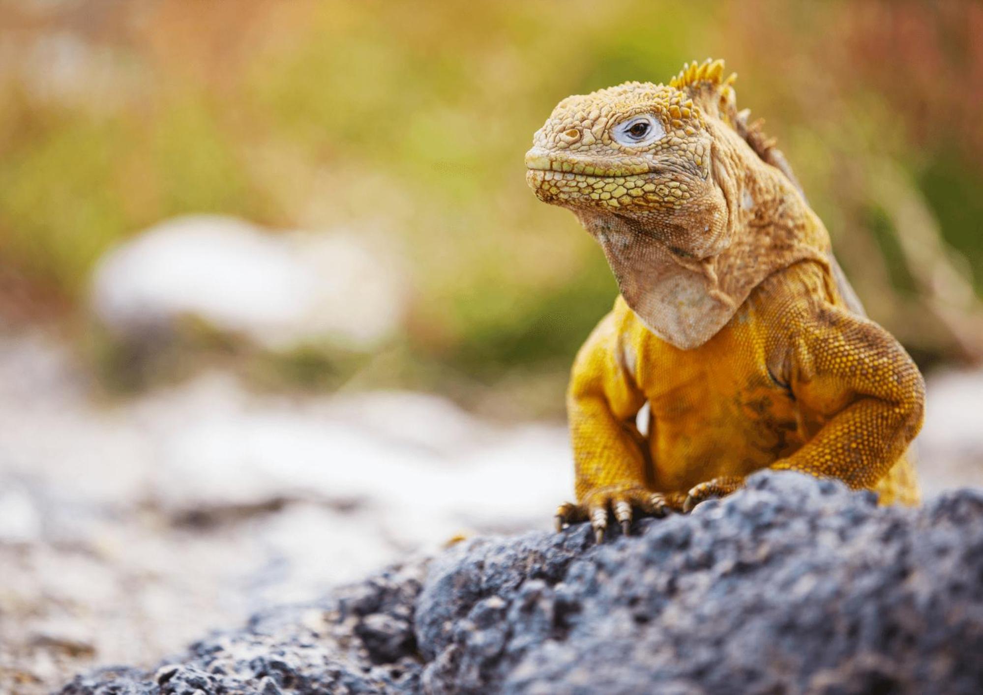 Enchanted Galapagos Lodge
