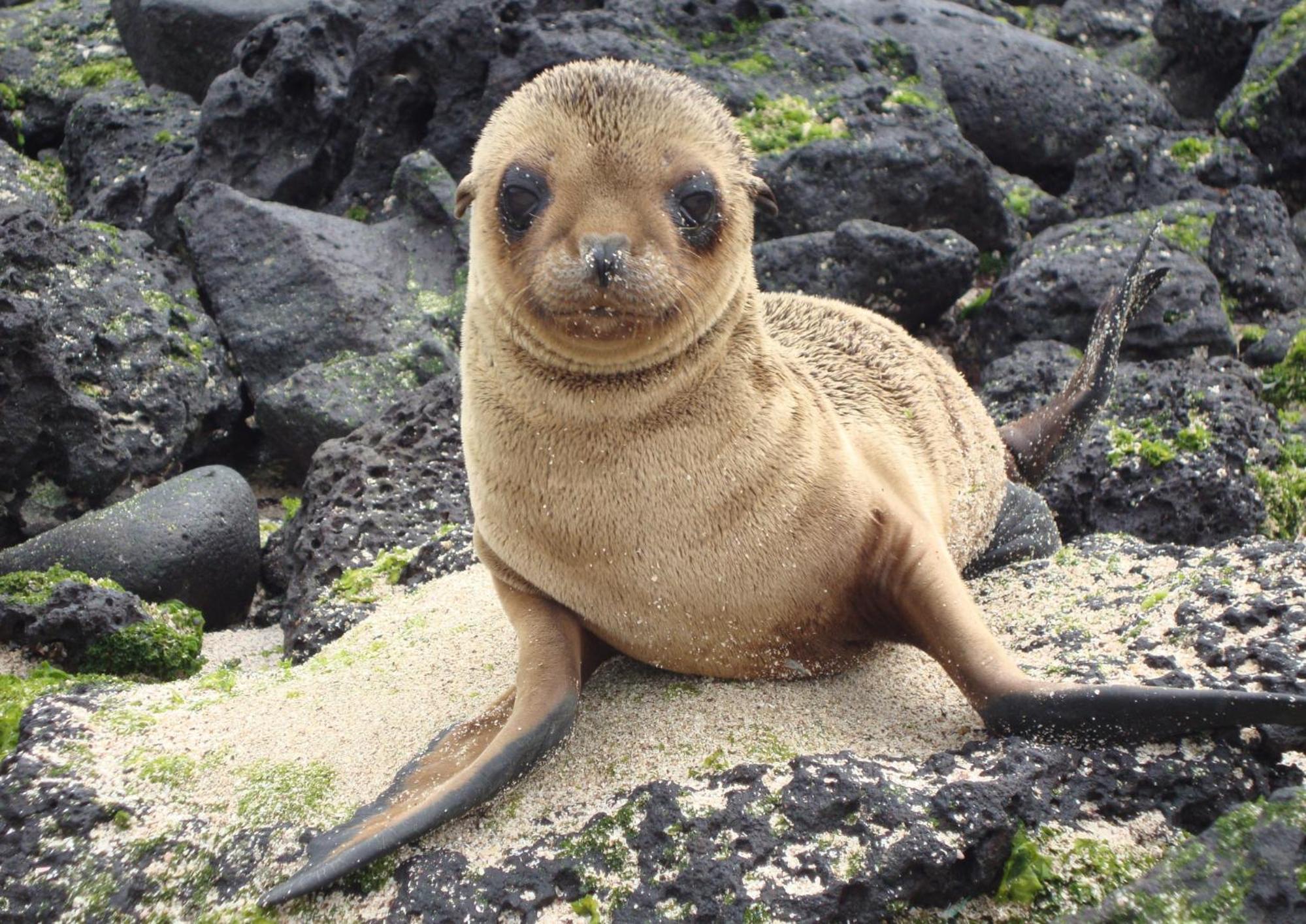 Enchanted Galapagos Lodge