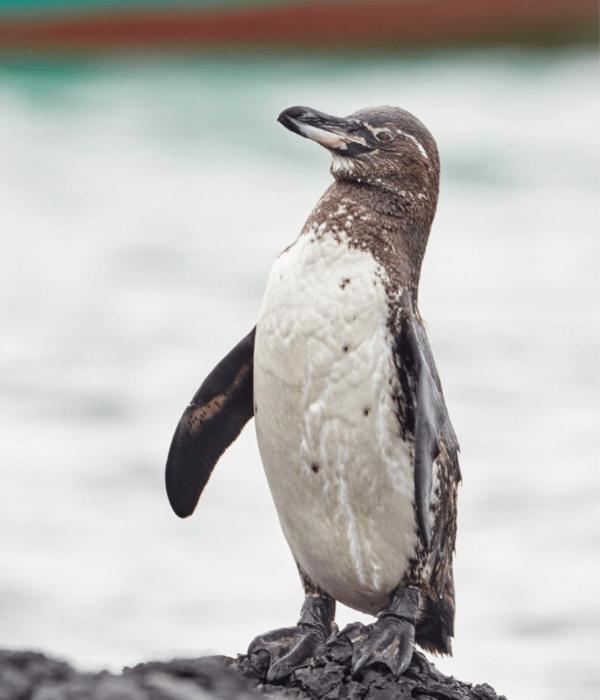 Enchanted Galapagos Lodge