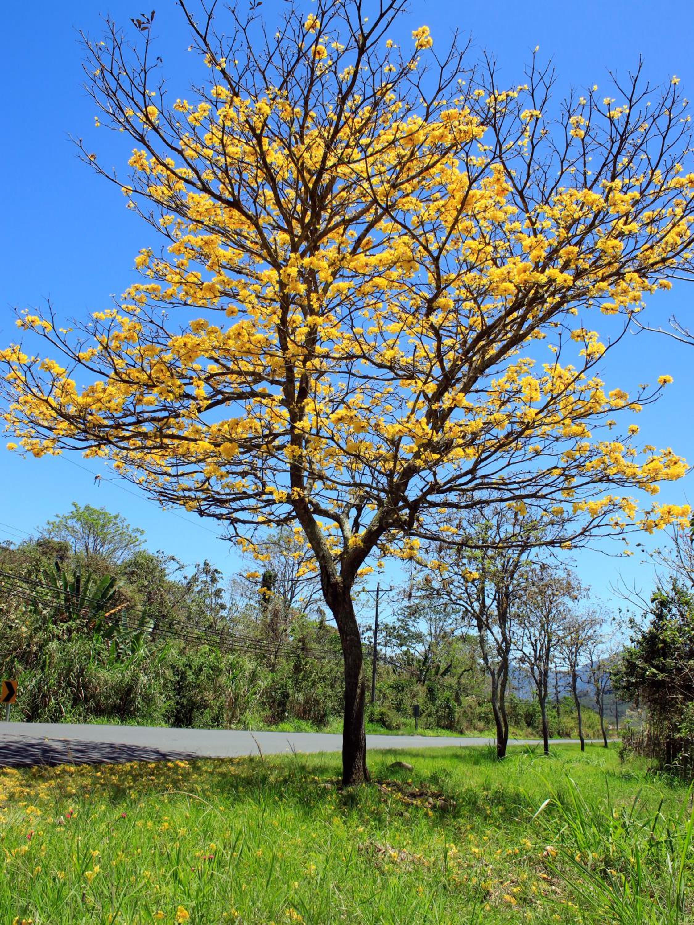 Casa Bartzis, Close to Orosi and Tapanti National Park