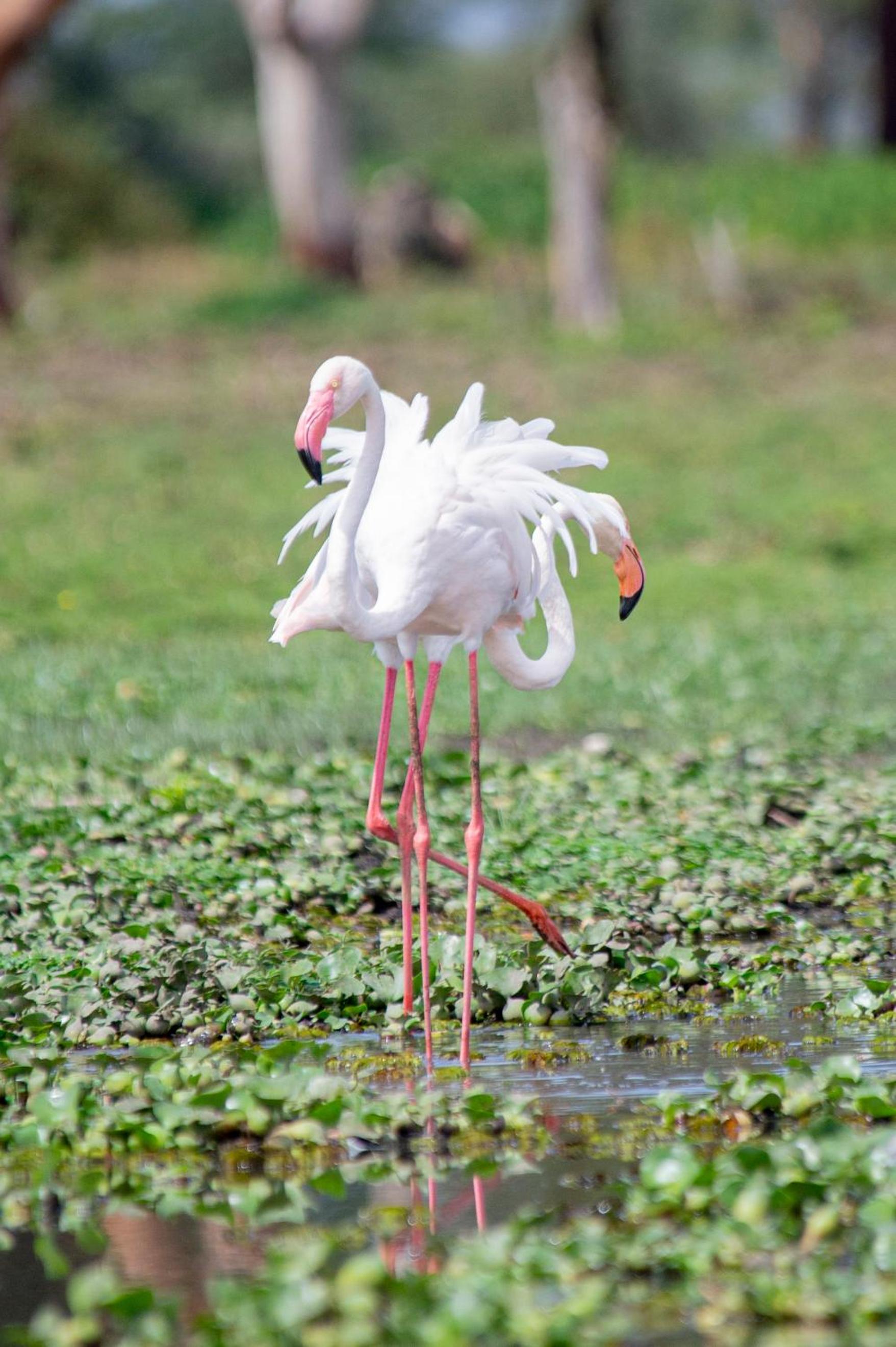 Lake Naivasha Crescent Camp