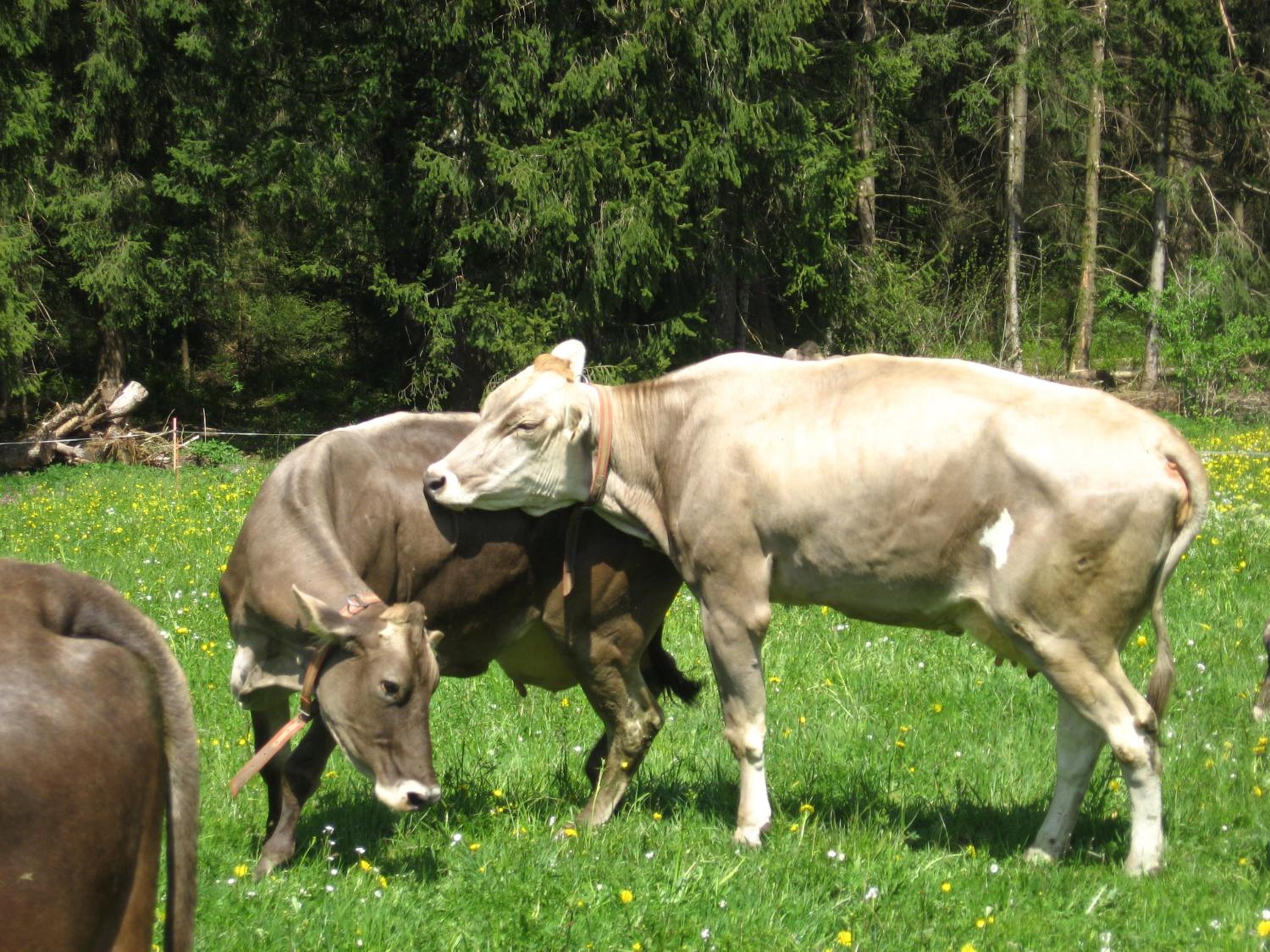 Vögelhof