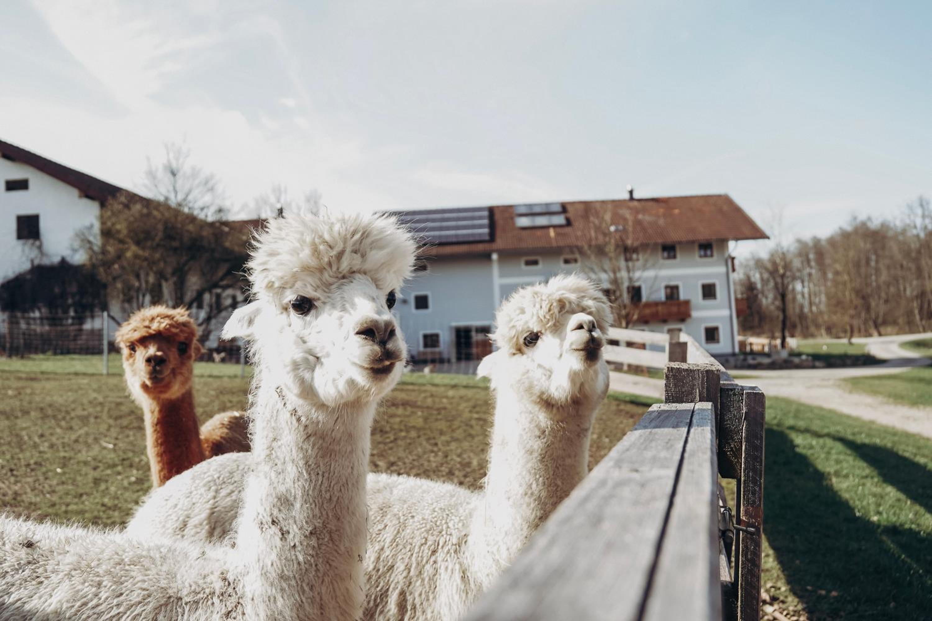 Ferienhof Petermühle Urlaub mit Alpakas