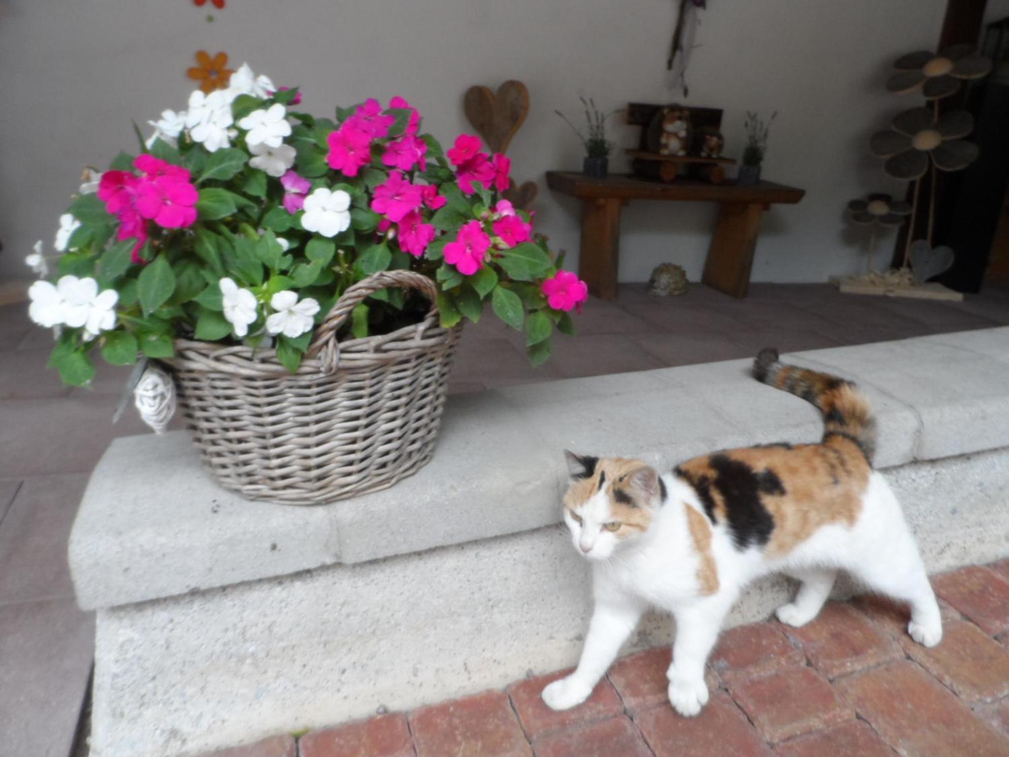 Photo 48
