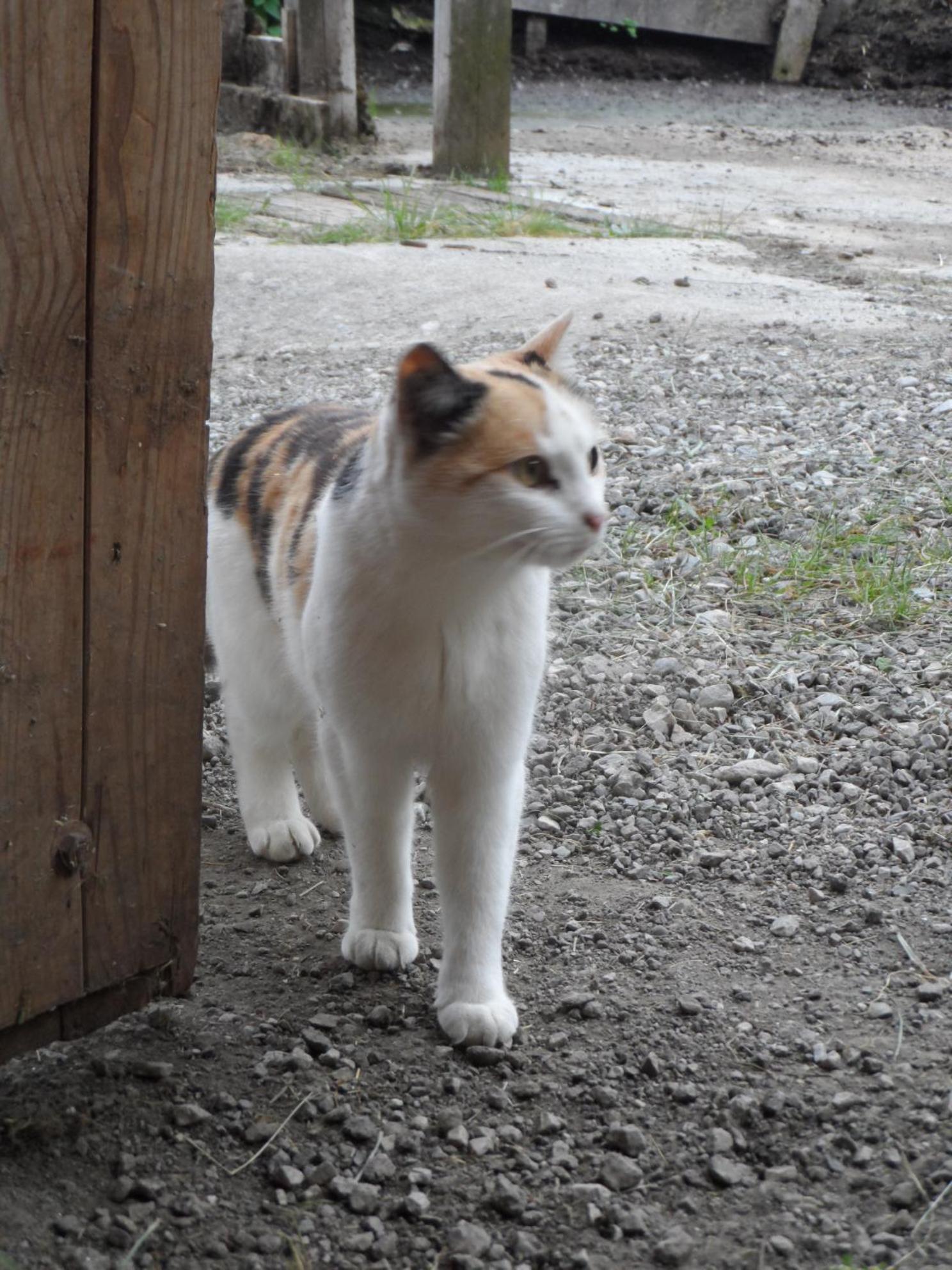 Photo 49