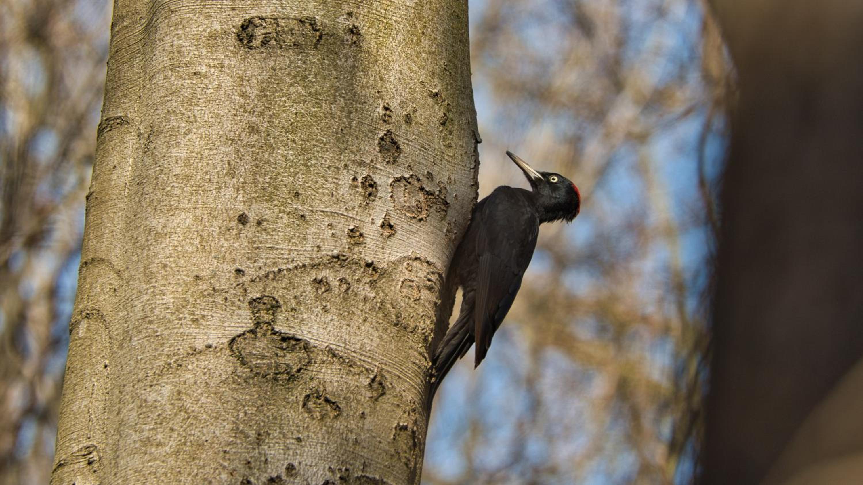Vakantiehuis Vliegend Hert Veluwe view 4