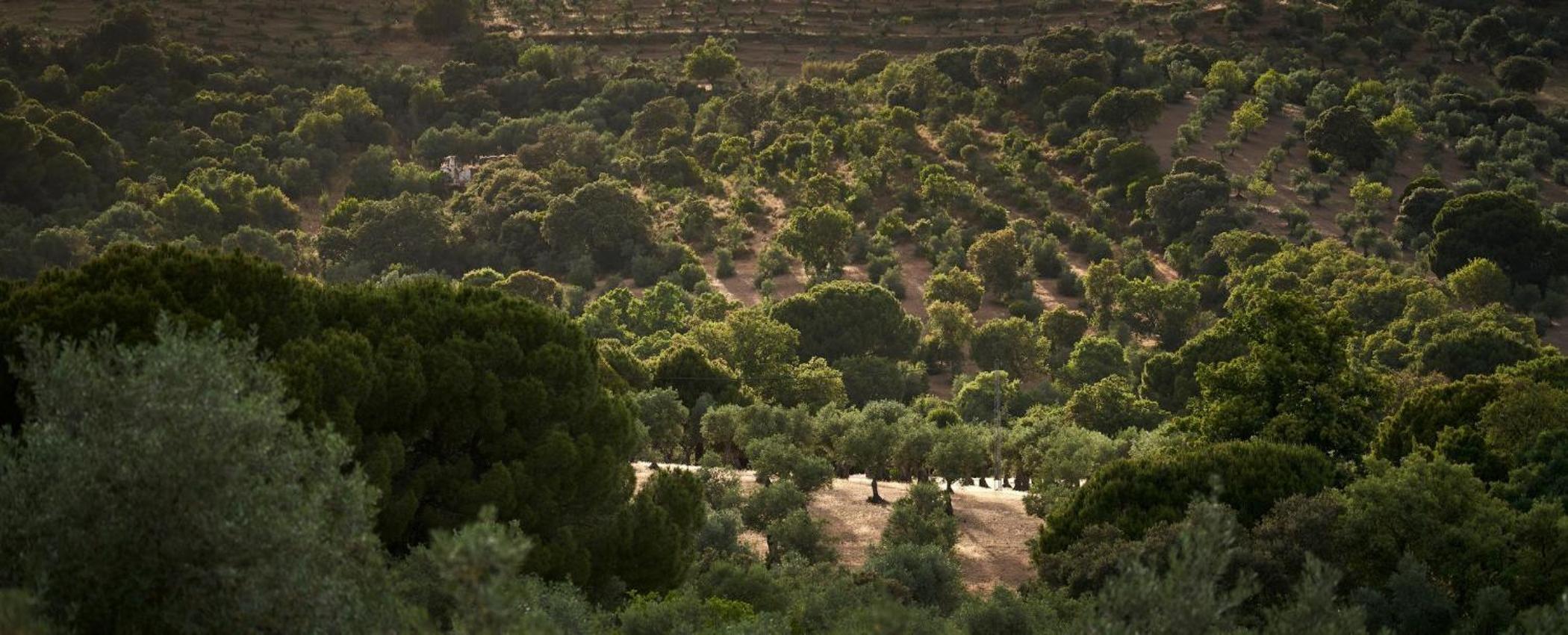 Lagar La Pizarra Casa Rural