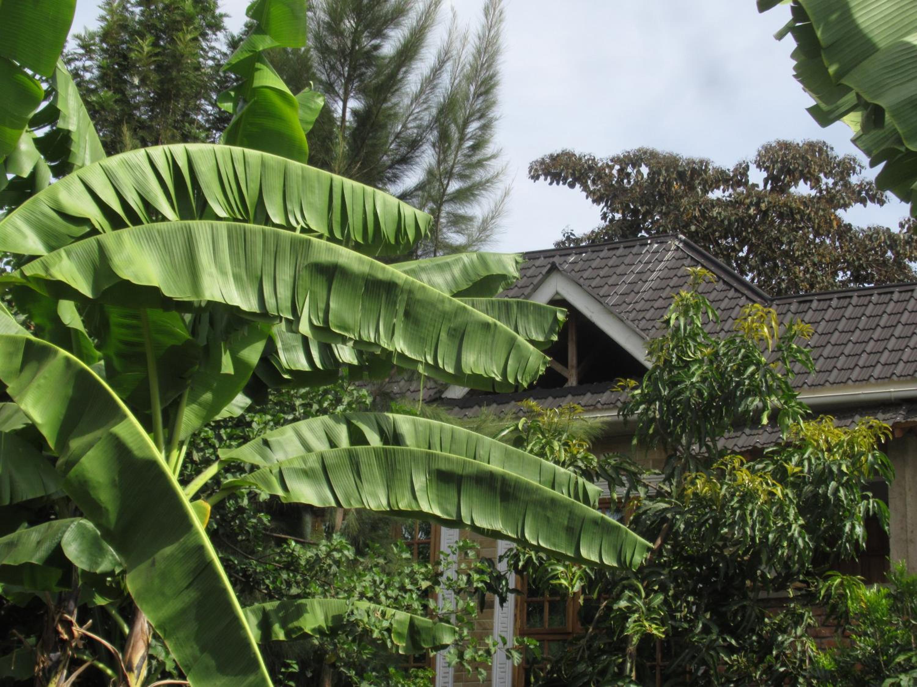 Darema Homestay
