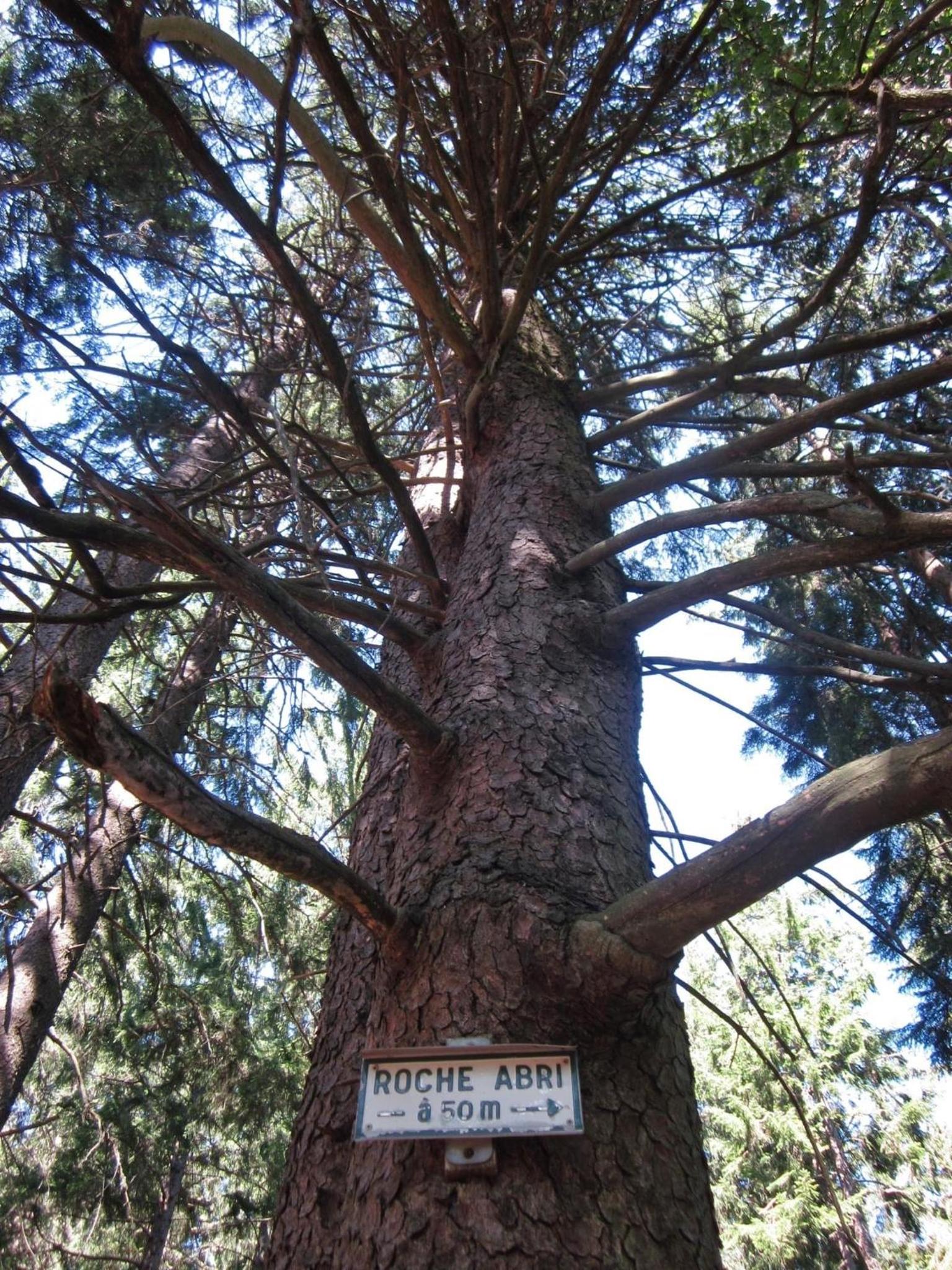 Le Manoir des Sens - Forêt de Bergheim