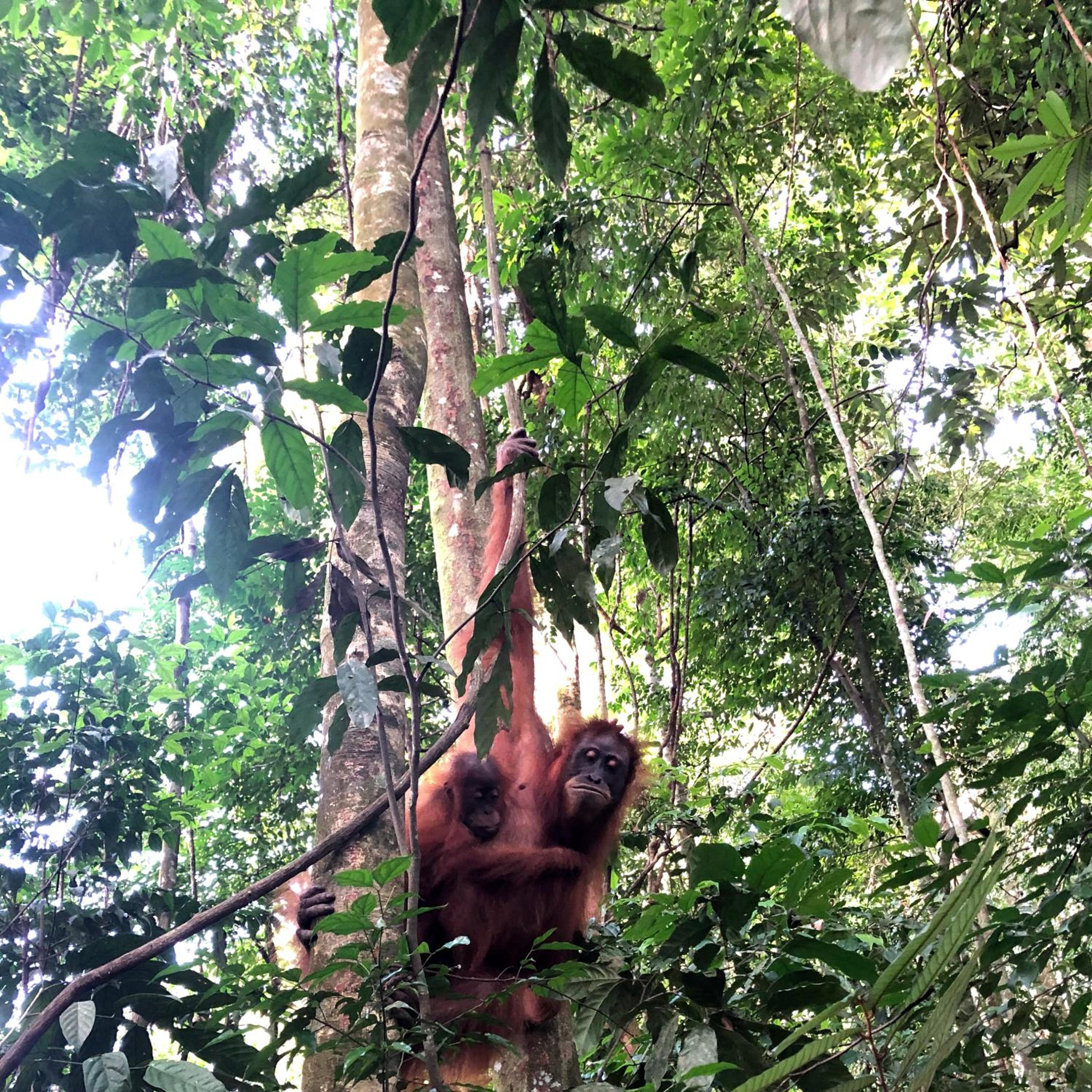 Thomas' Retreat Bukit Lawang view 4