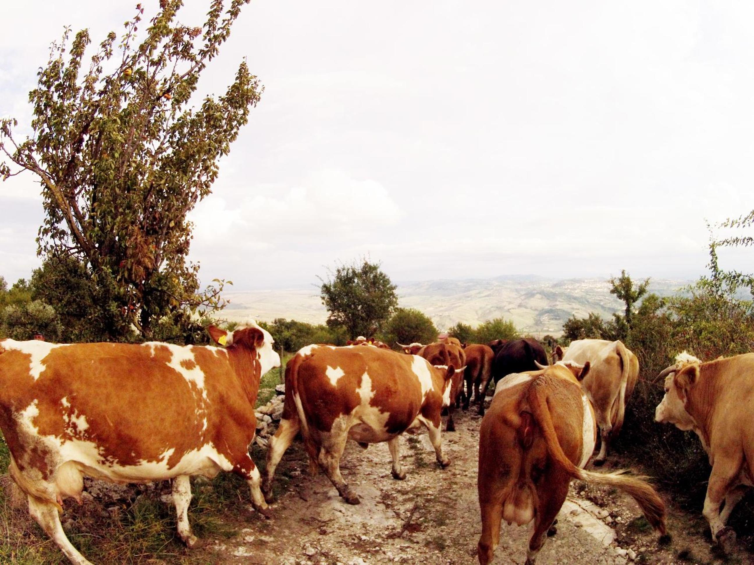 Aia di Lazzaro Agriturismo