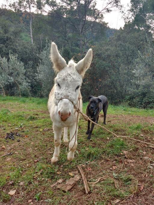 Cottage Eco-Friendly Barcelona country side