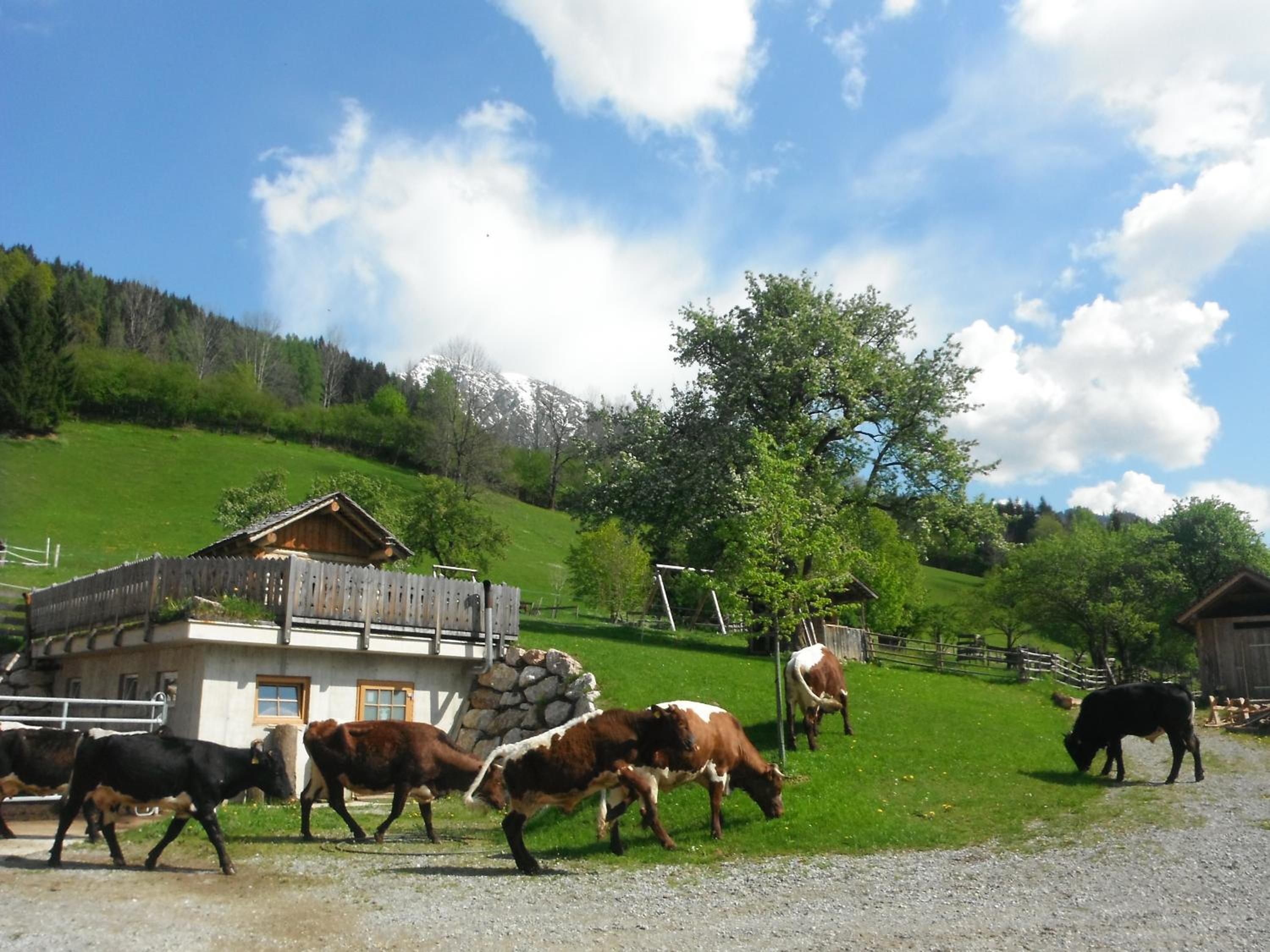 Berghof Thurnergut view 3
