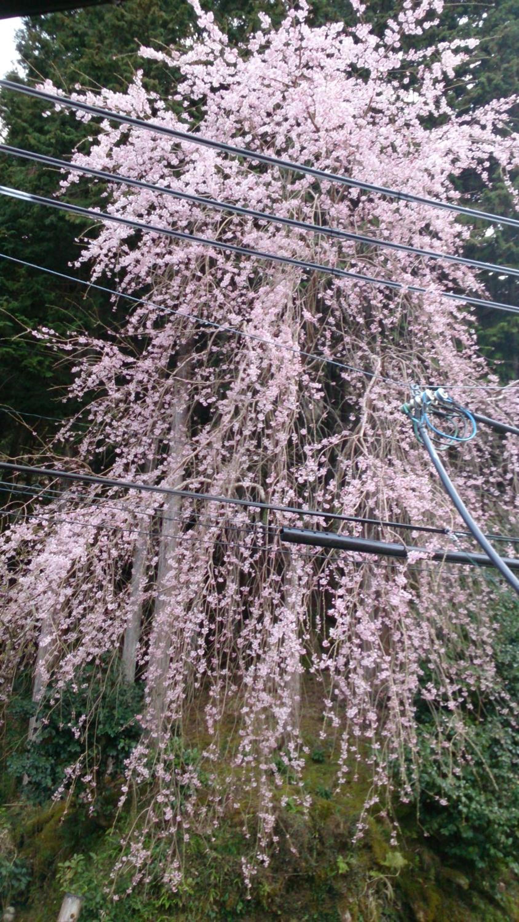 Miyoshino Sakuraan