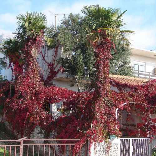 Studio in Gradac - Makarska Riviera 43538
