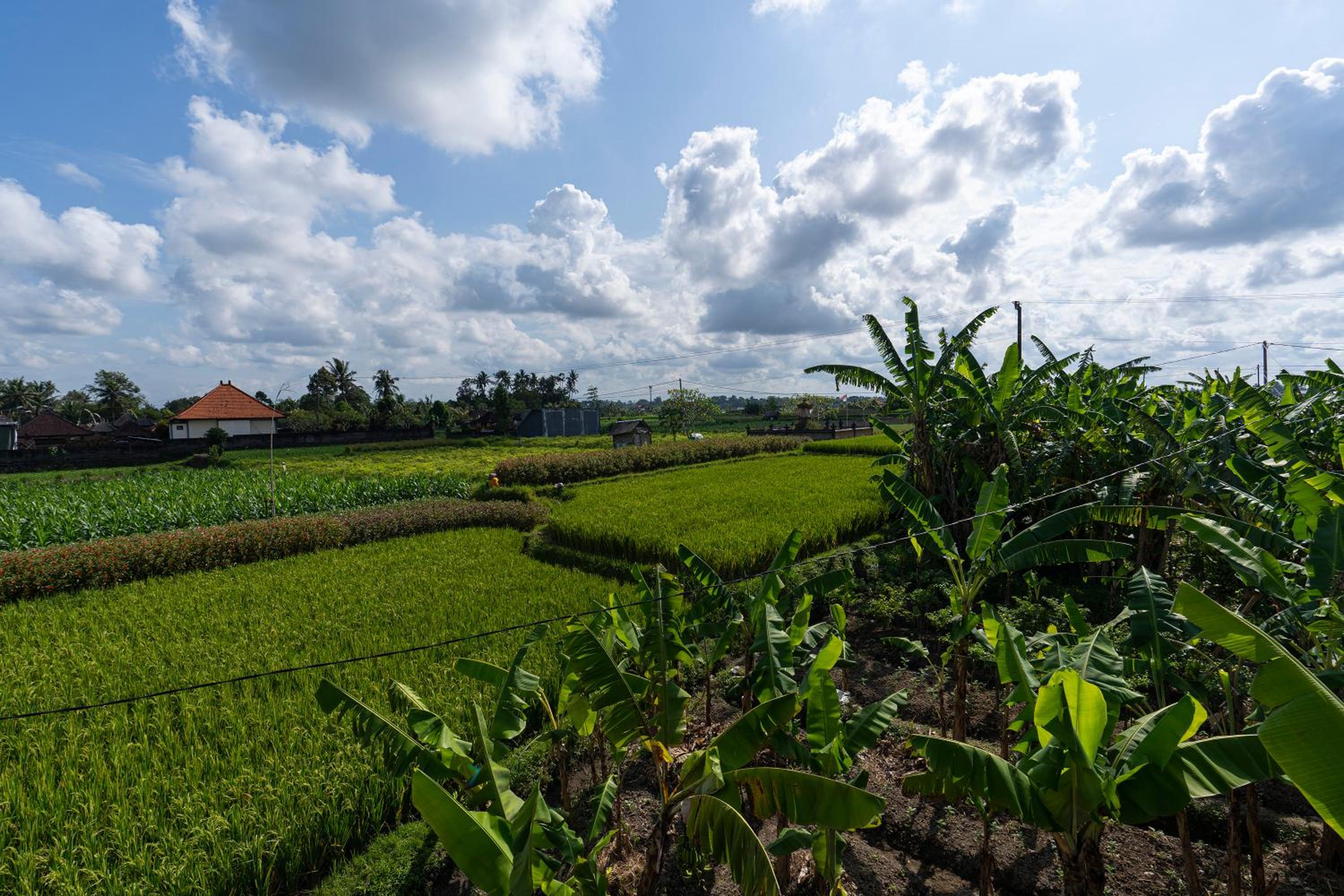 Oemah Joglo Bali view 4