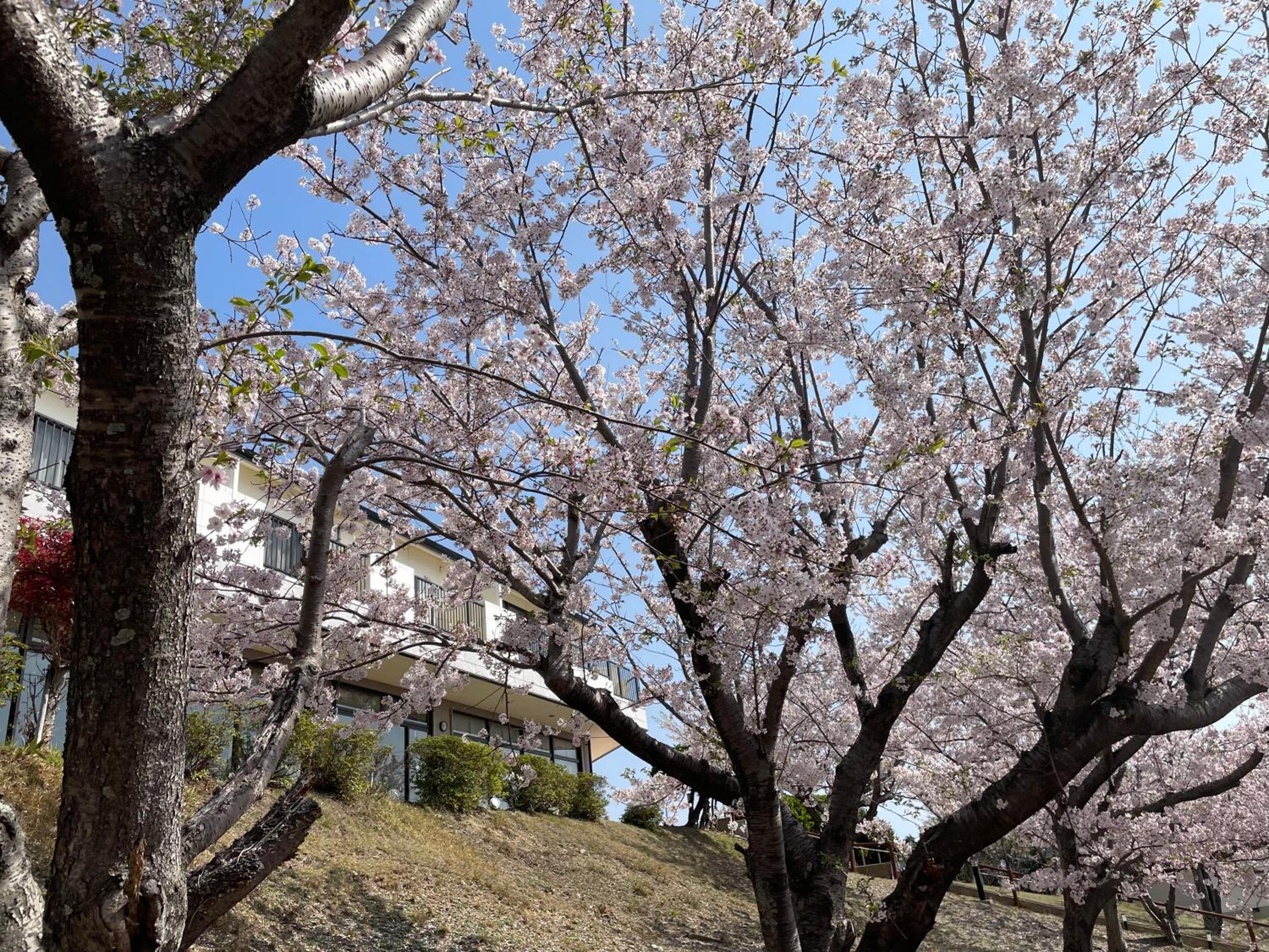 Tsushima Grand Hotel