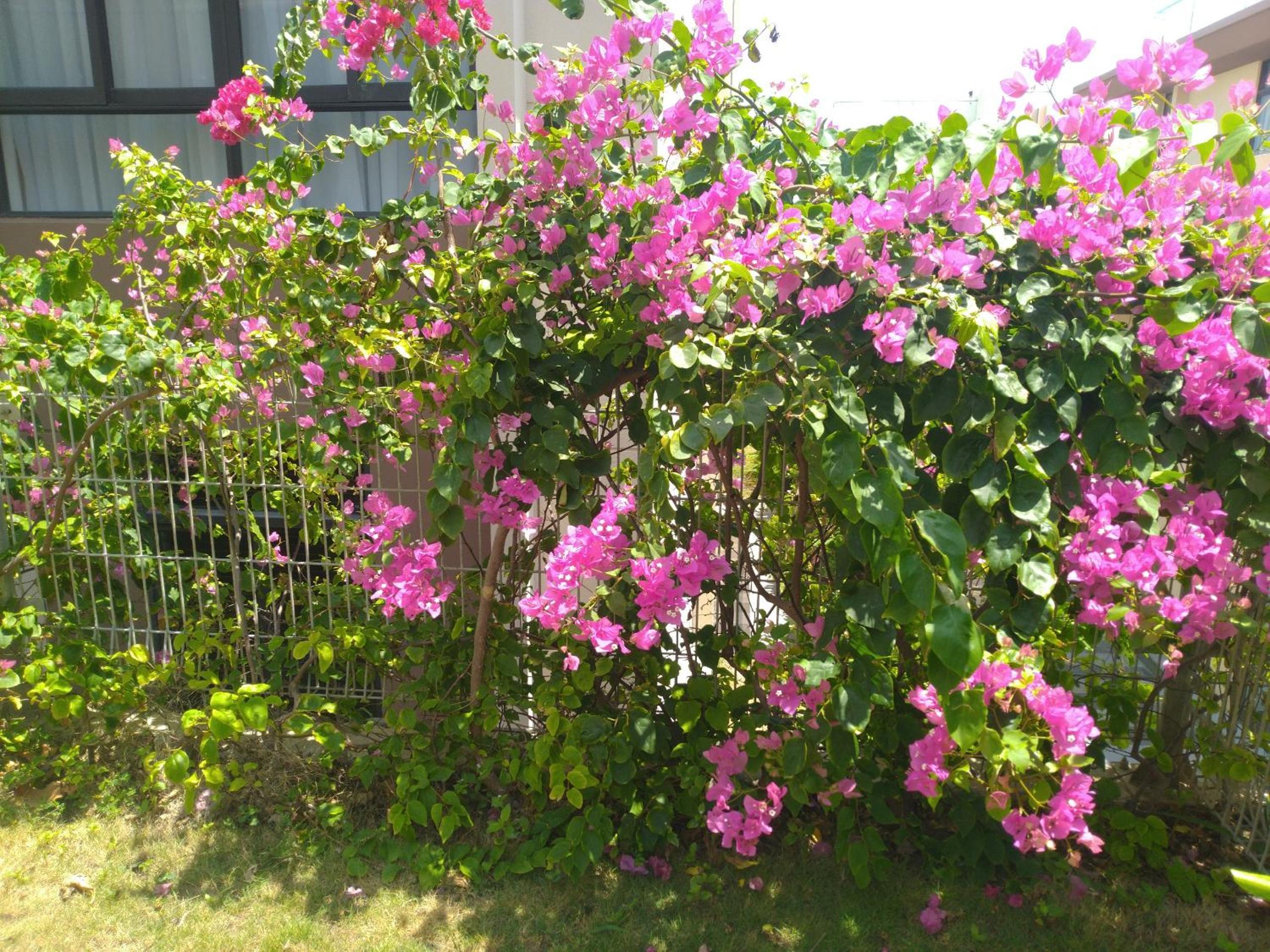 Photo 37