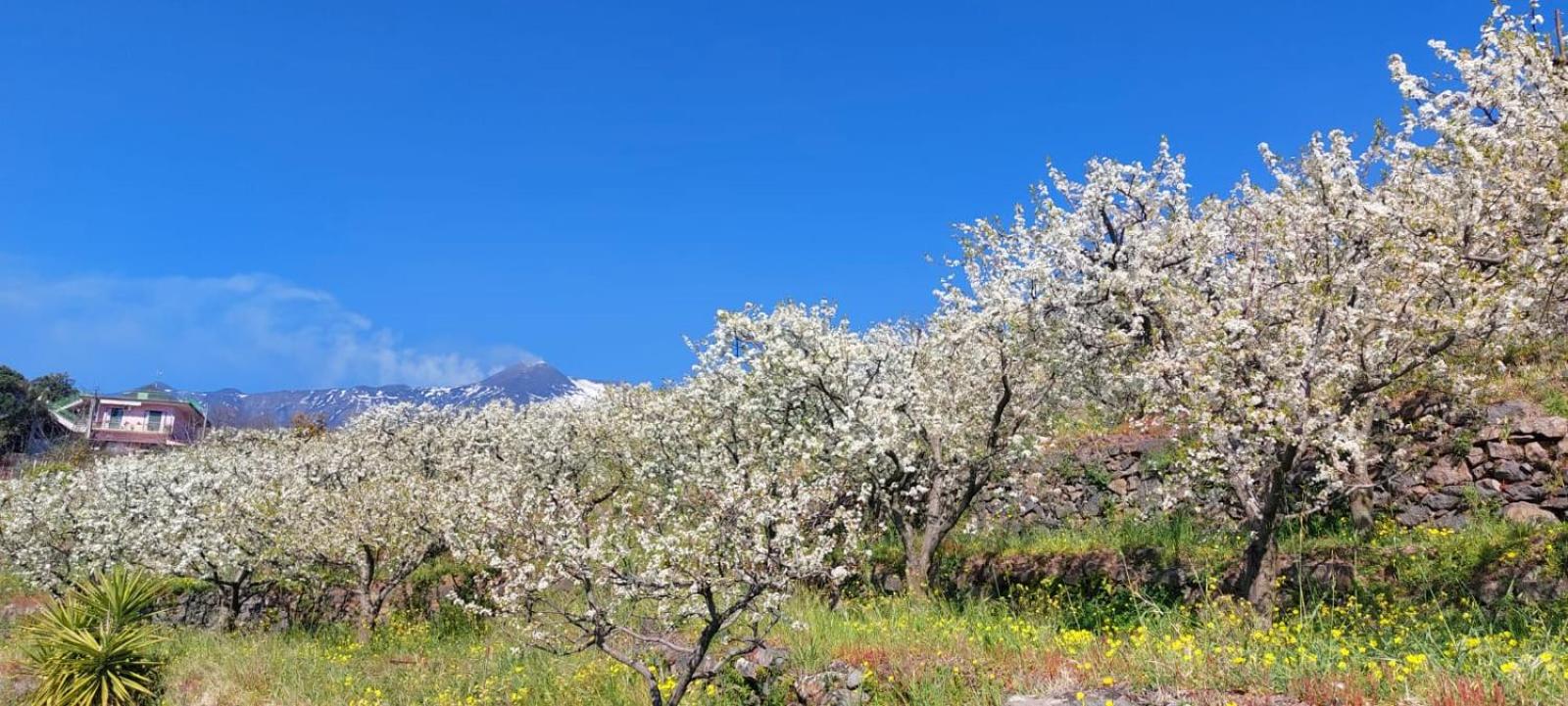 B&B Dimora dell' Etna