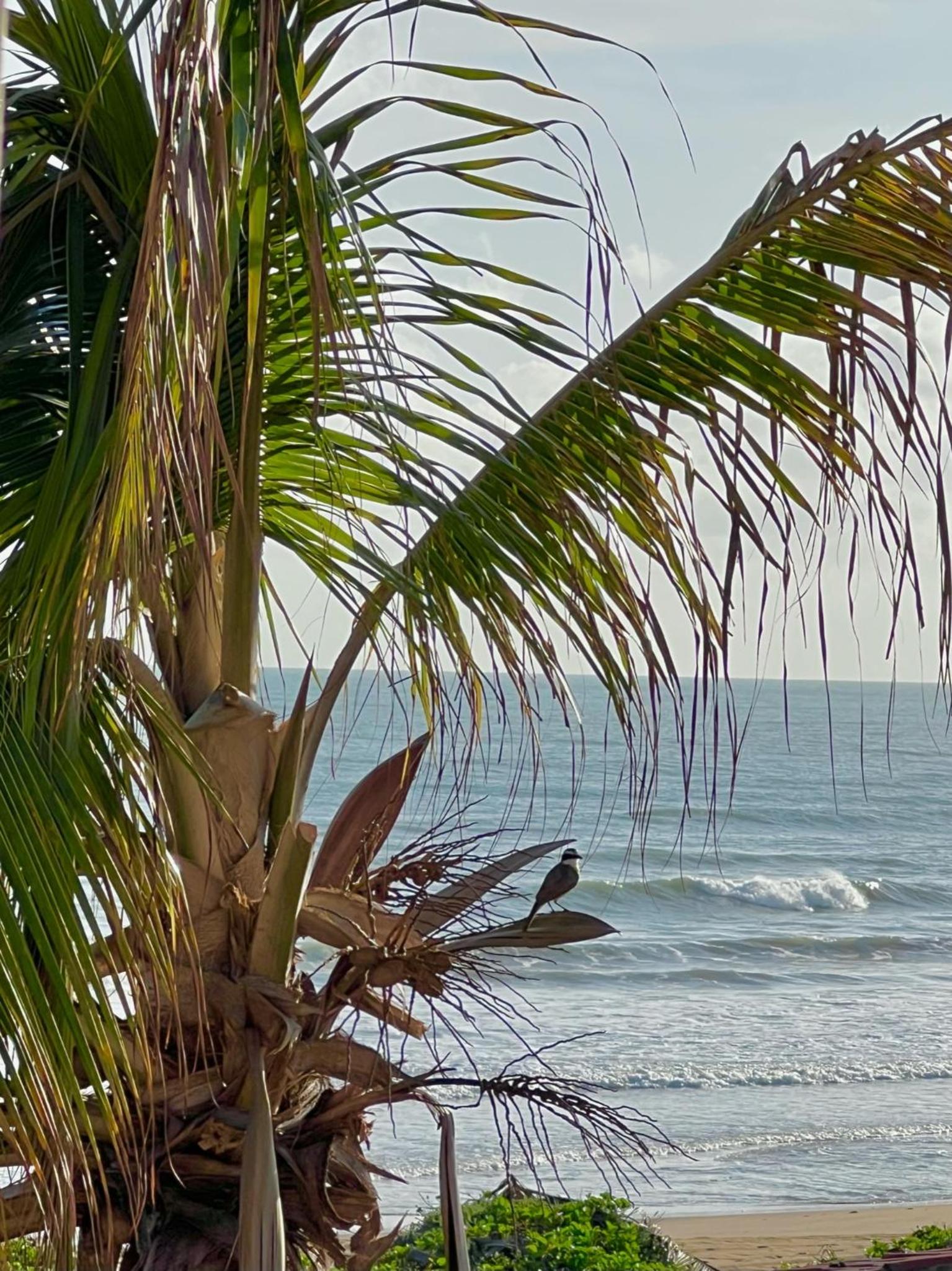 MONKEY BEACH HOUSE BRAZIL