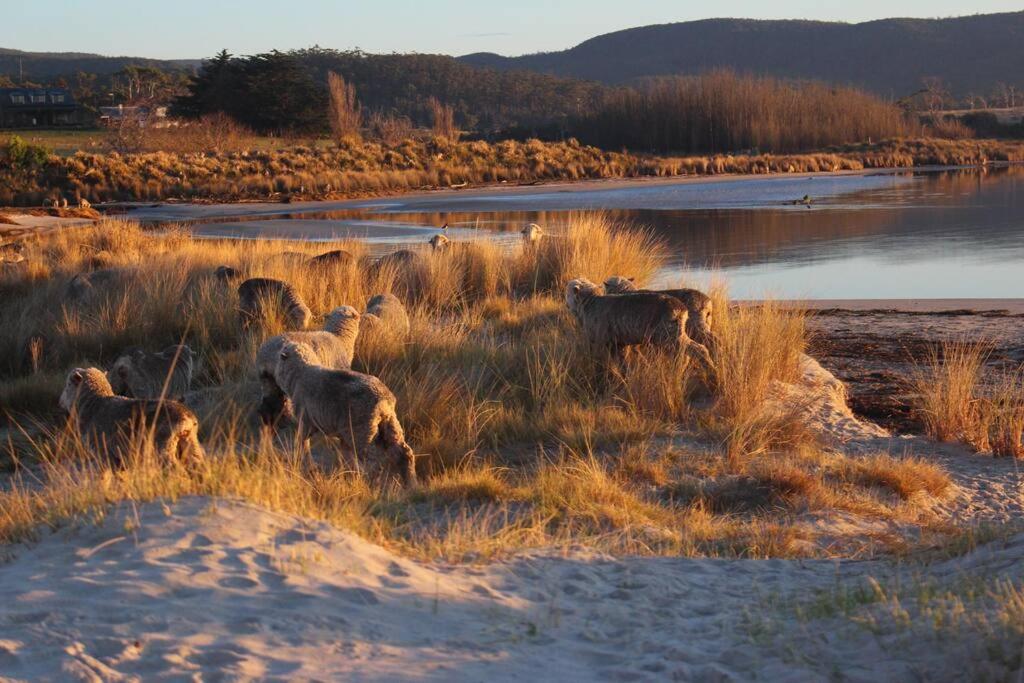 Pip's Place - Lisdillon - Waterfront
