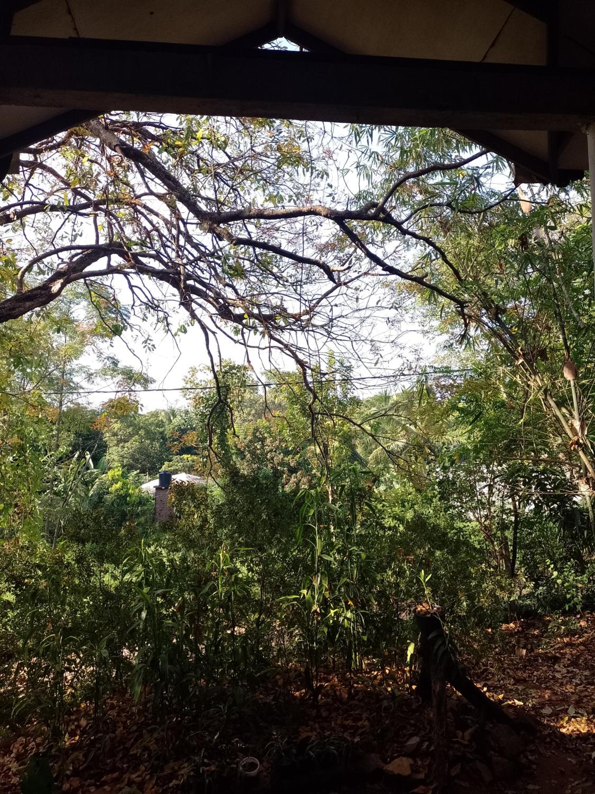 Kon Tree Shade view 2