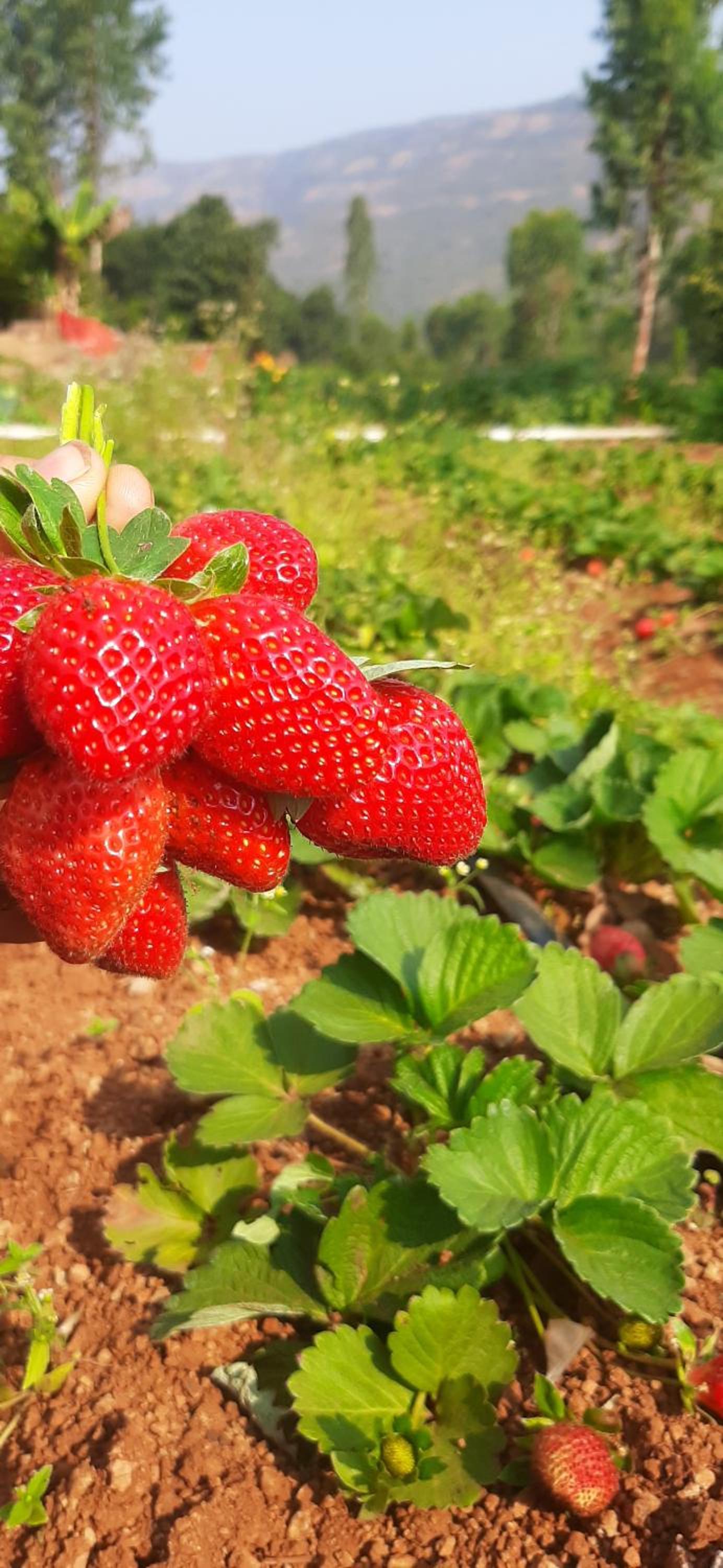 Chardara Agro Tourism view 4
