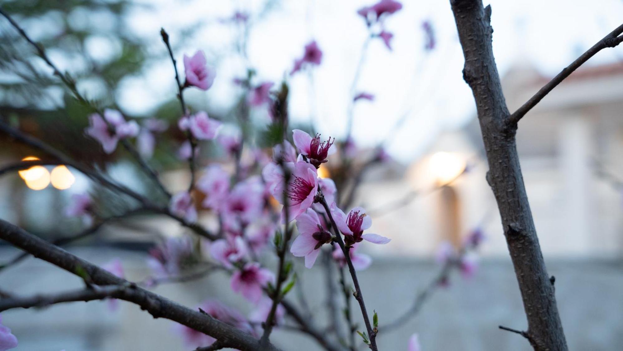 Trulli Magnolia