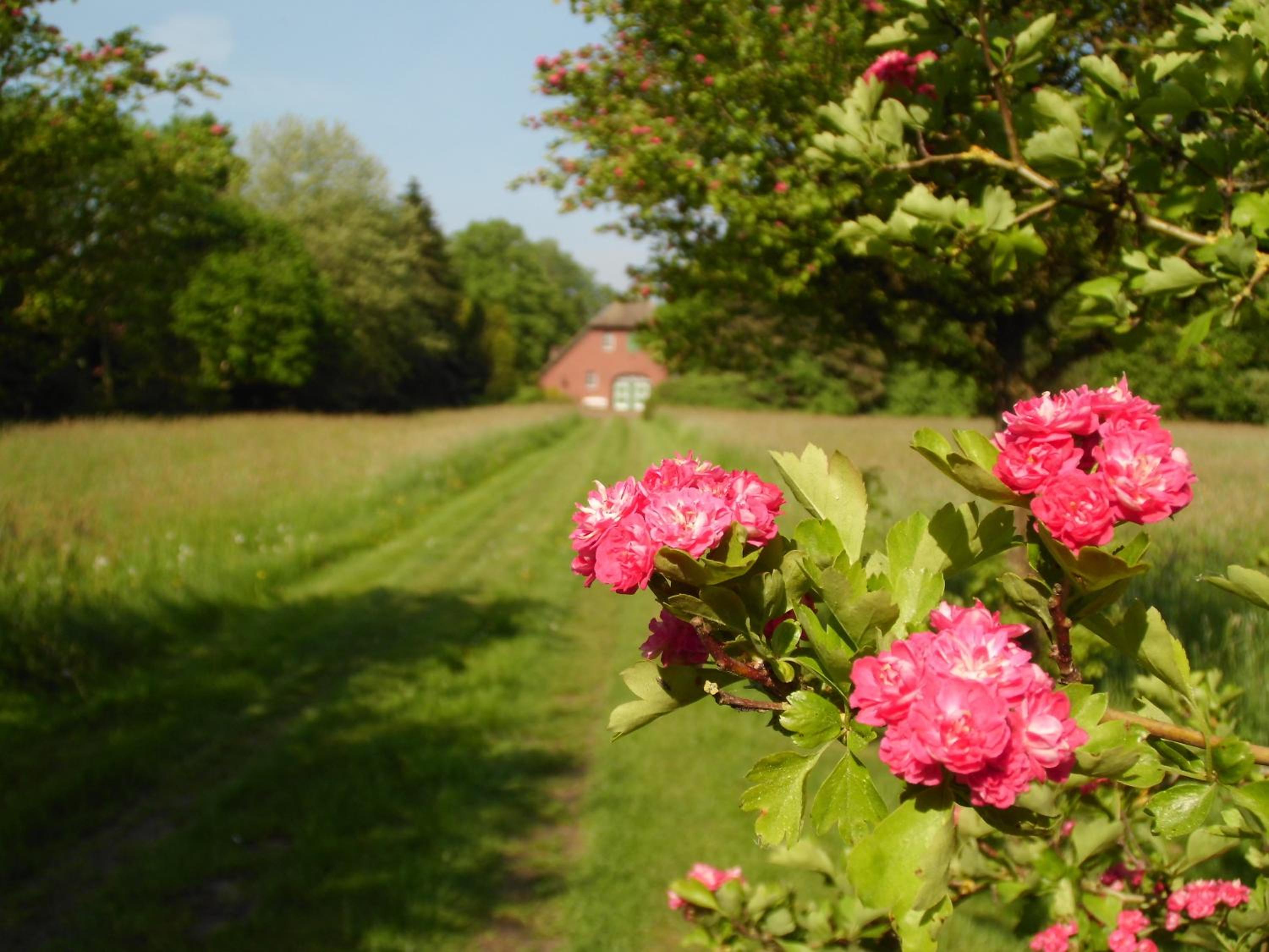 Landhaustraum unter Reet am Jadebusen