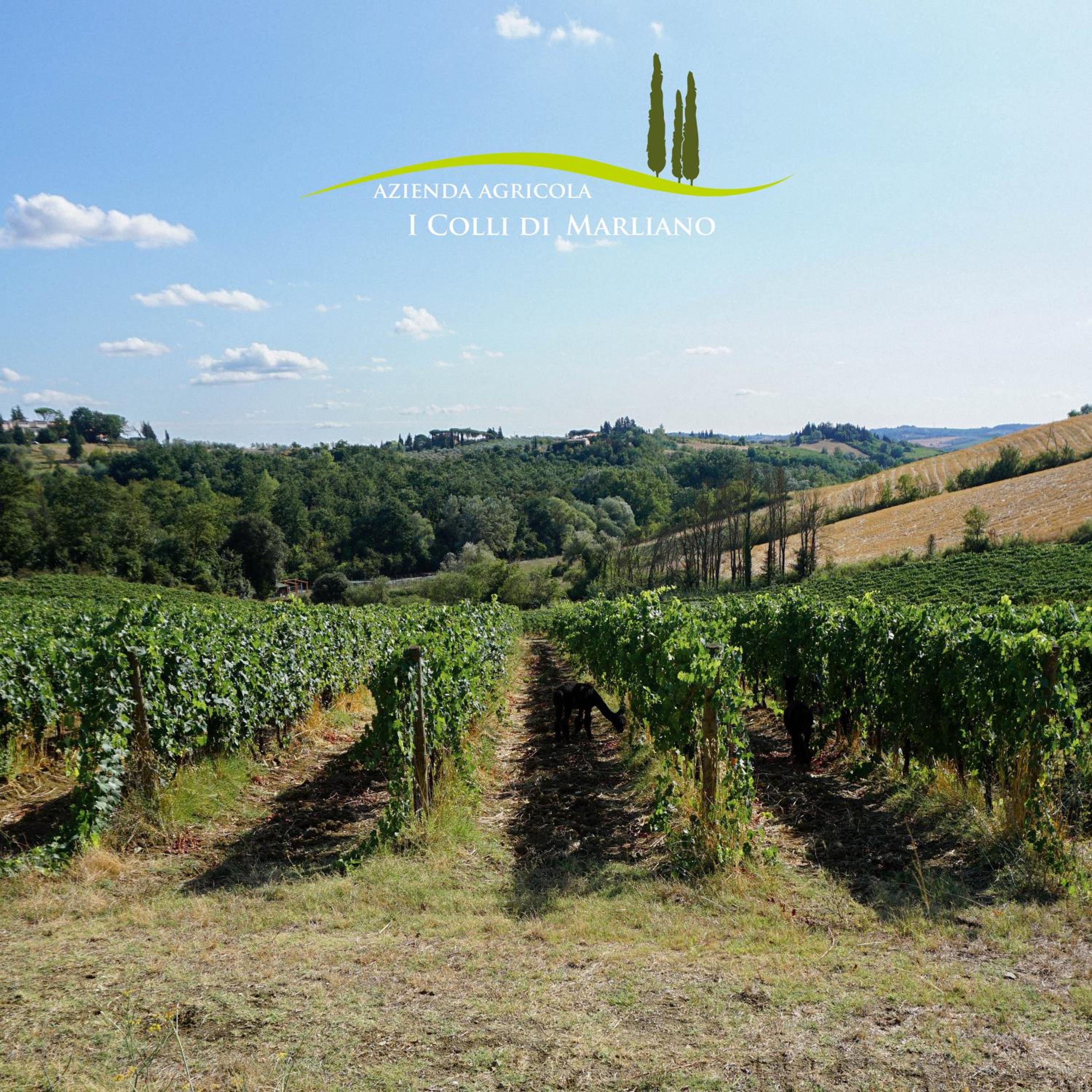 Azienda Agricola I Colli di Marliano view 5