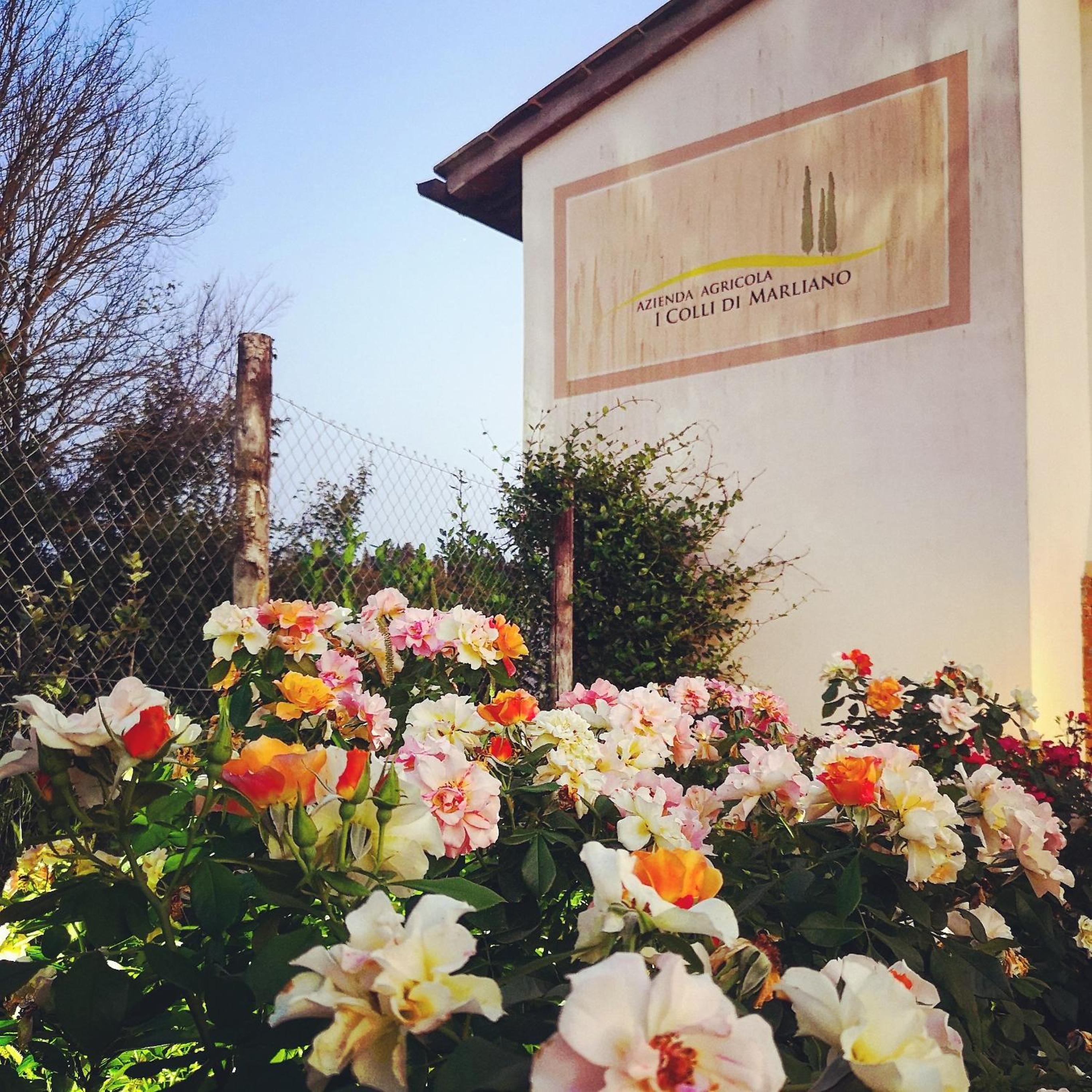 Azienda Agricola I Colli di Marliano view 4