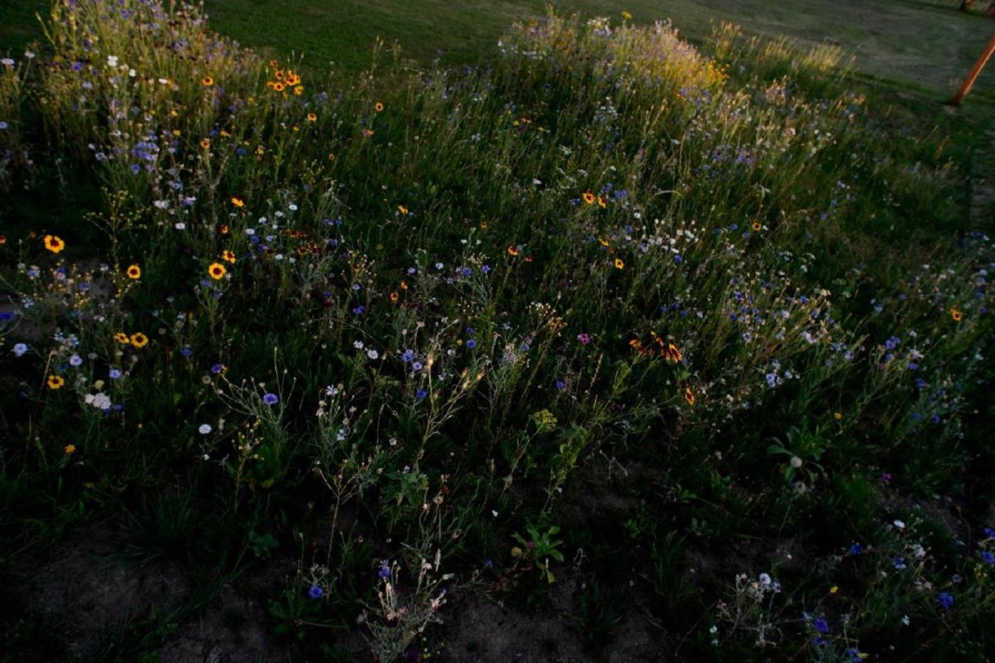 Photo 46