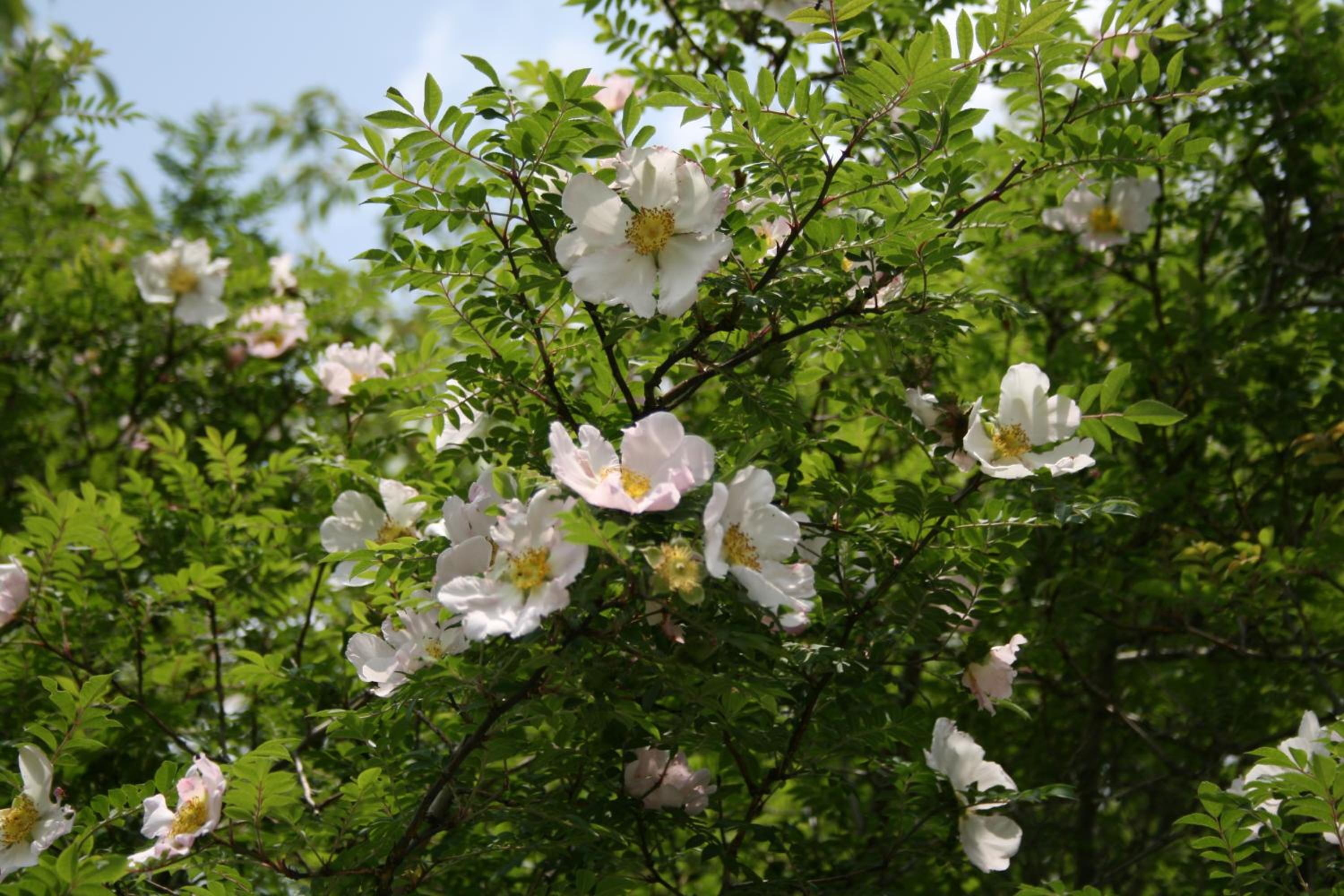 Senkyoro