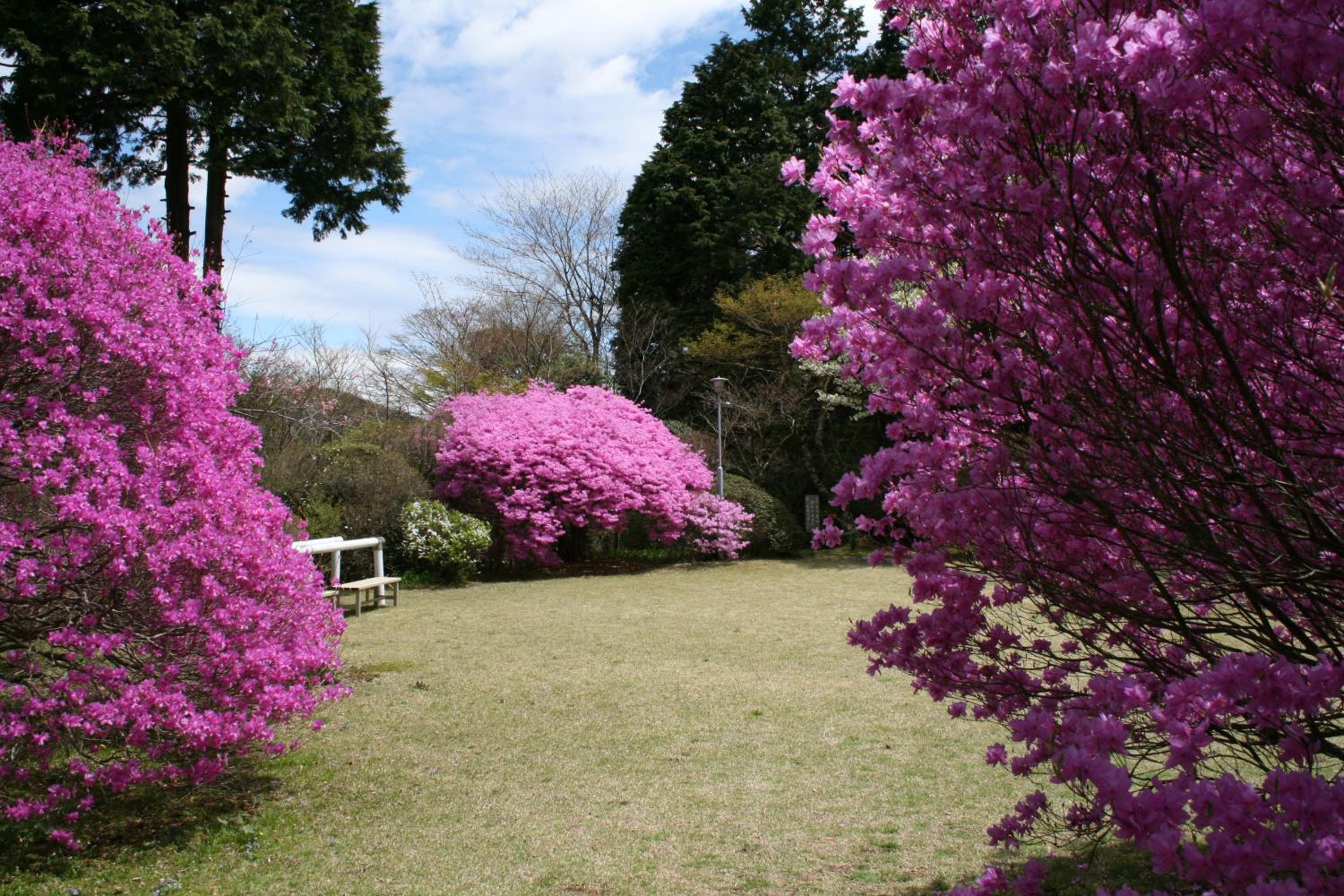 Senkyoro