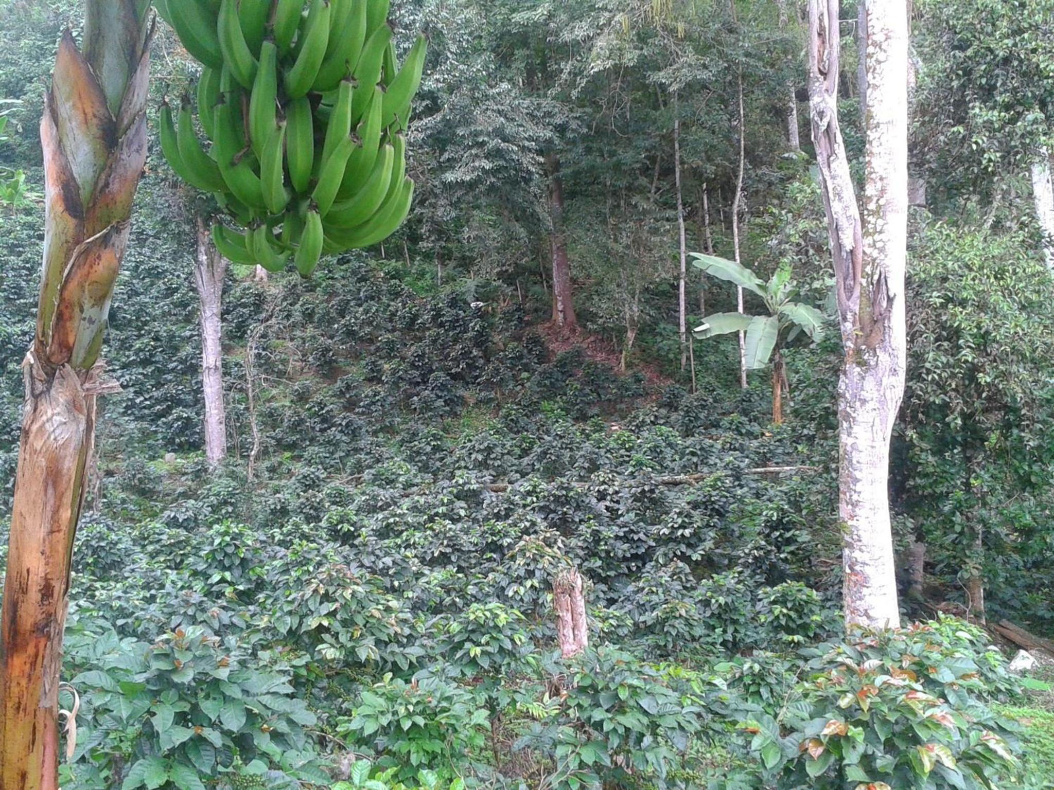 Las Mercedes Finca Cafetera