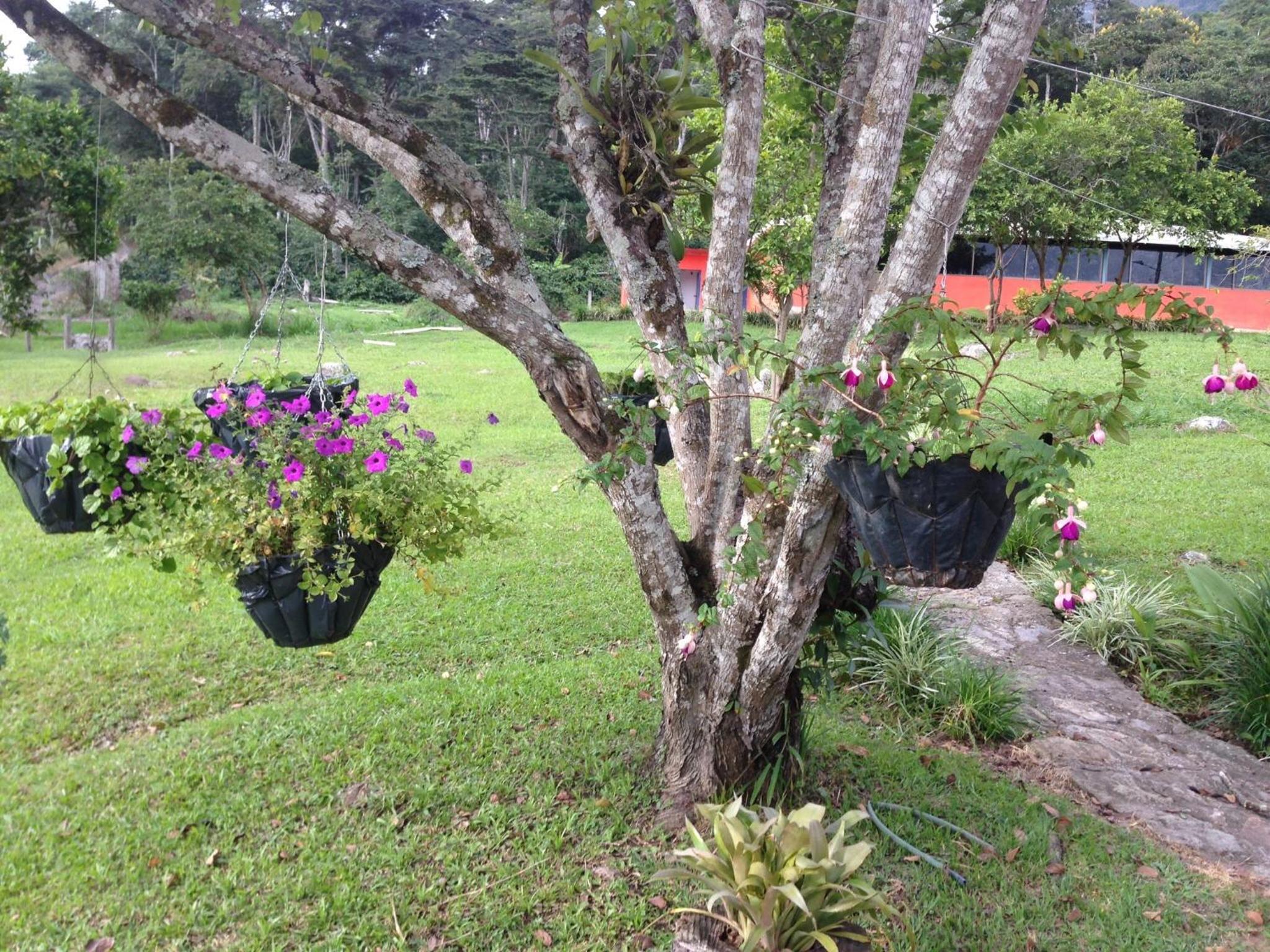Las Mercedes Finca Cafetera
