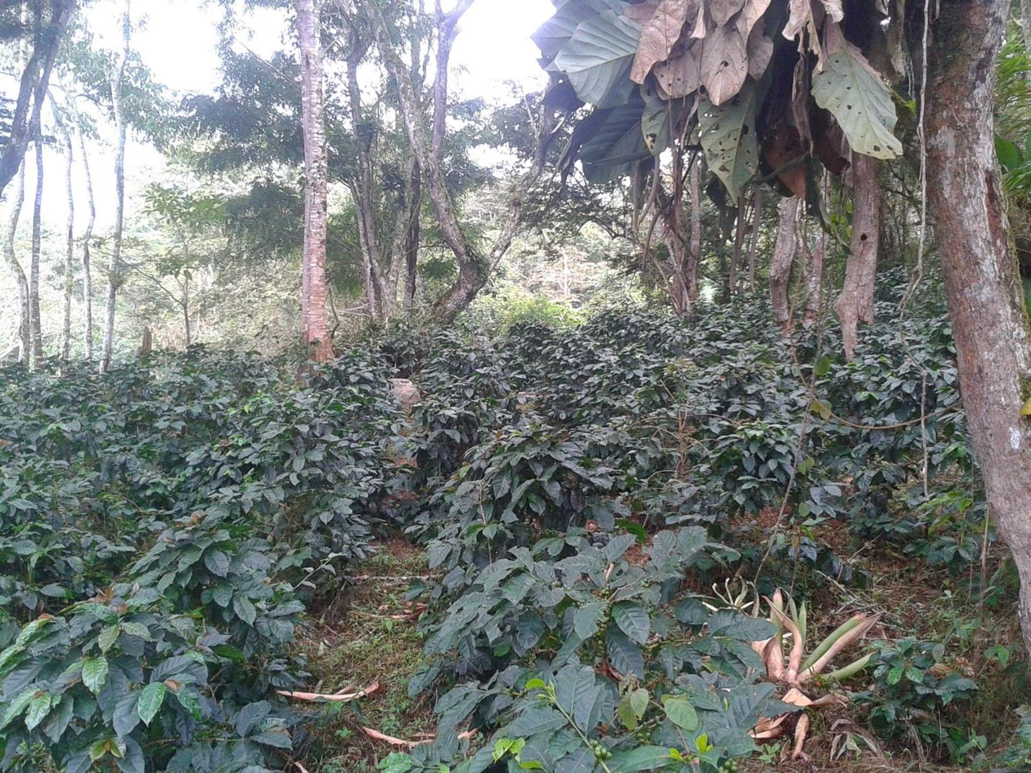 Las Mercedes Finca Cafetera