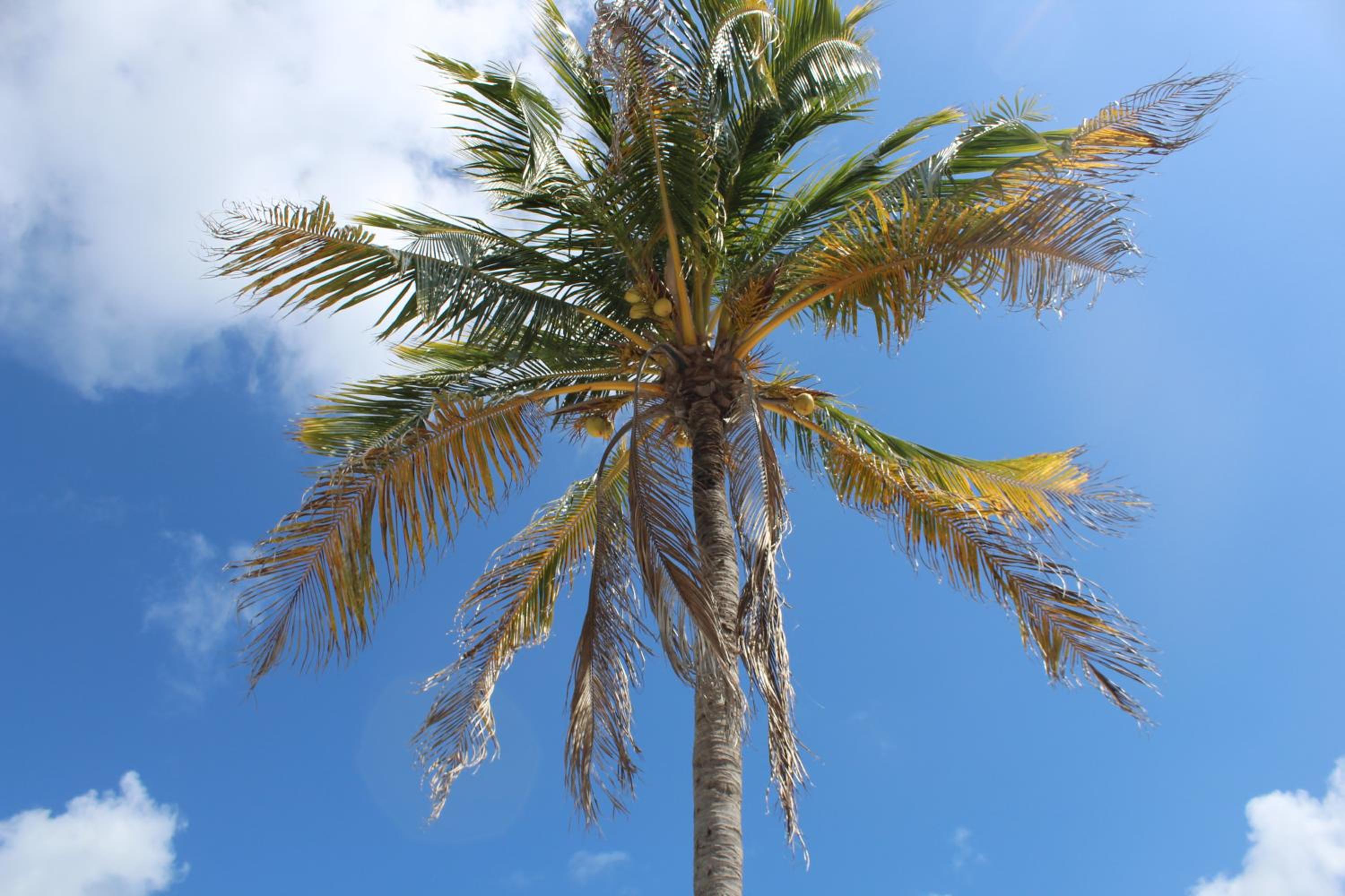 Tropical Cottages