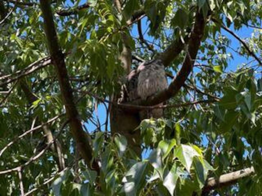 Tawny frog mouth in the trees