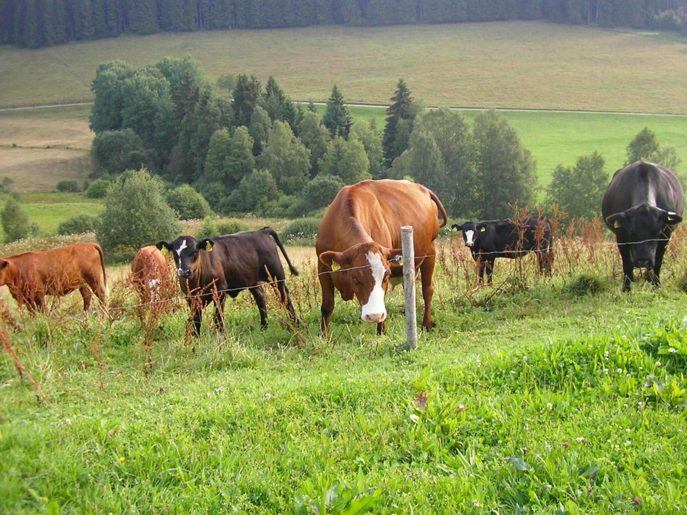 Rutscherhof Breitnau