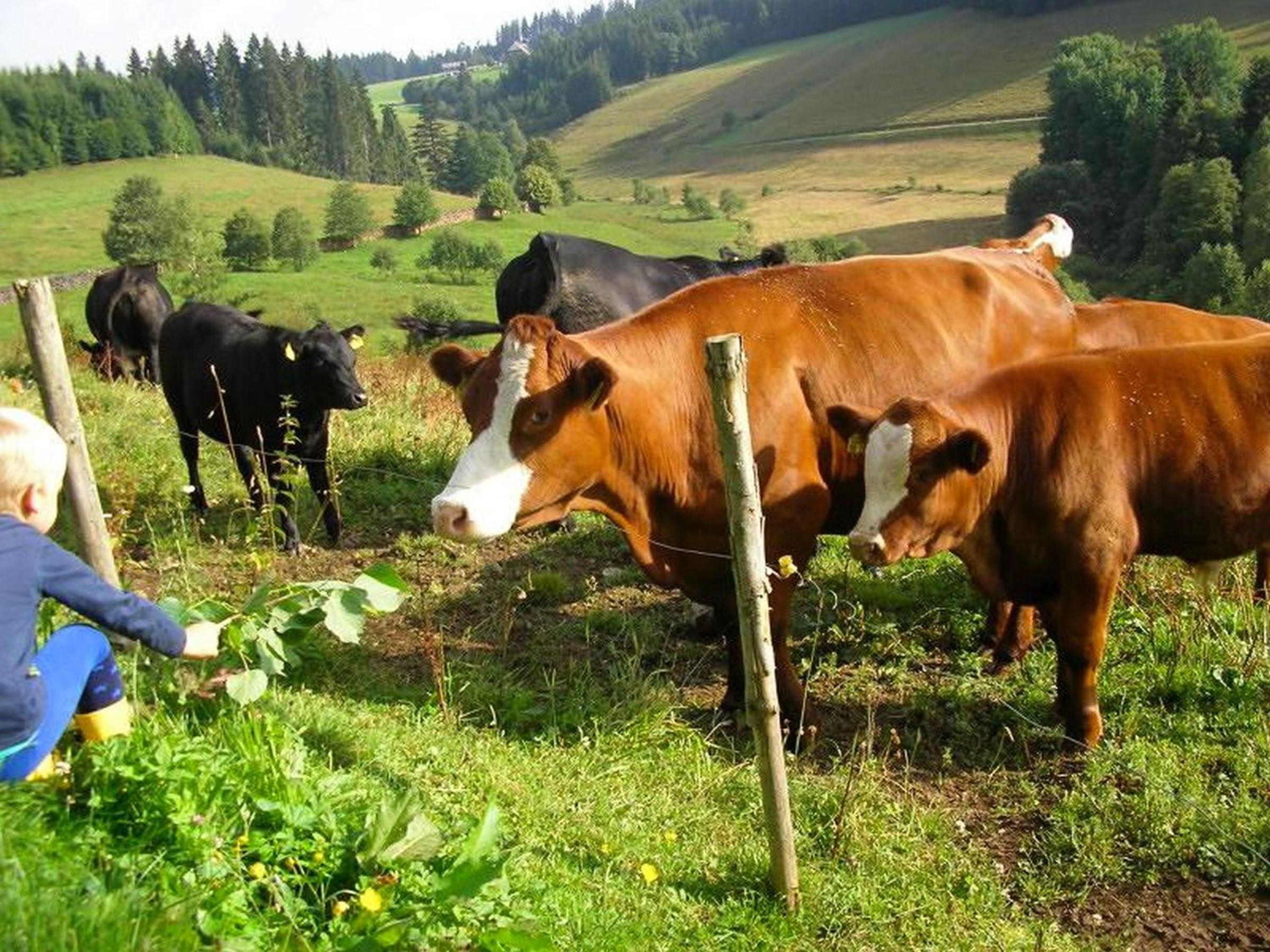 Rutscherhof Breitnau