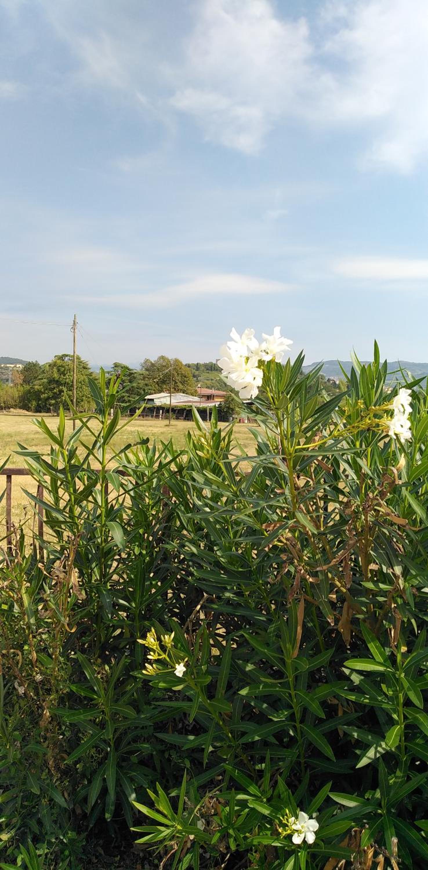 Agricampeggio Oro Verde photo 3