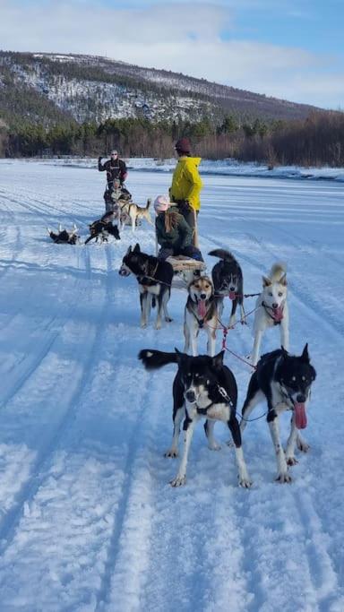 Stengelsen husky