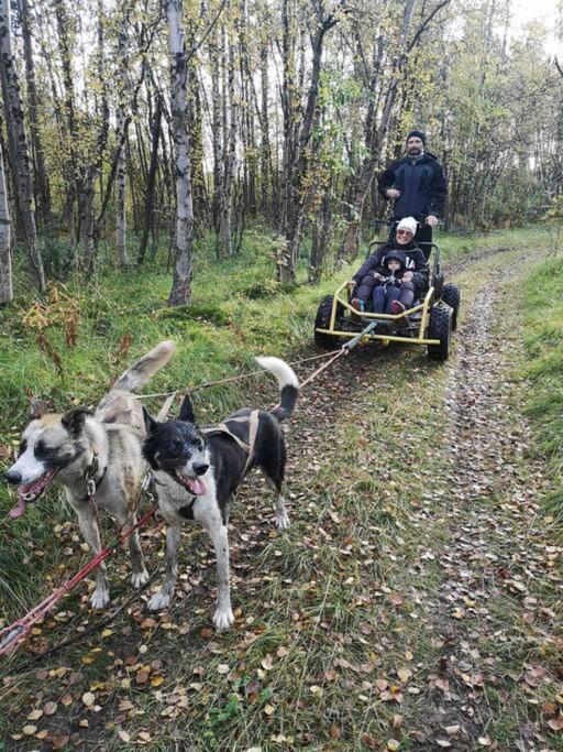 Stengelsen husky