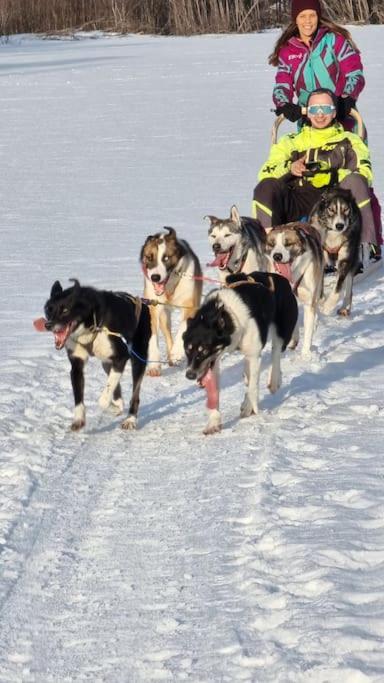 Stengelsen husky